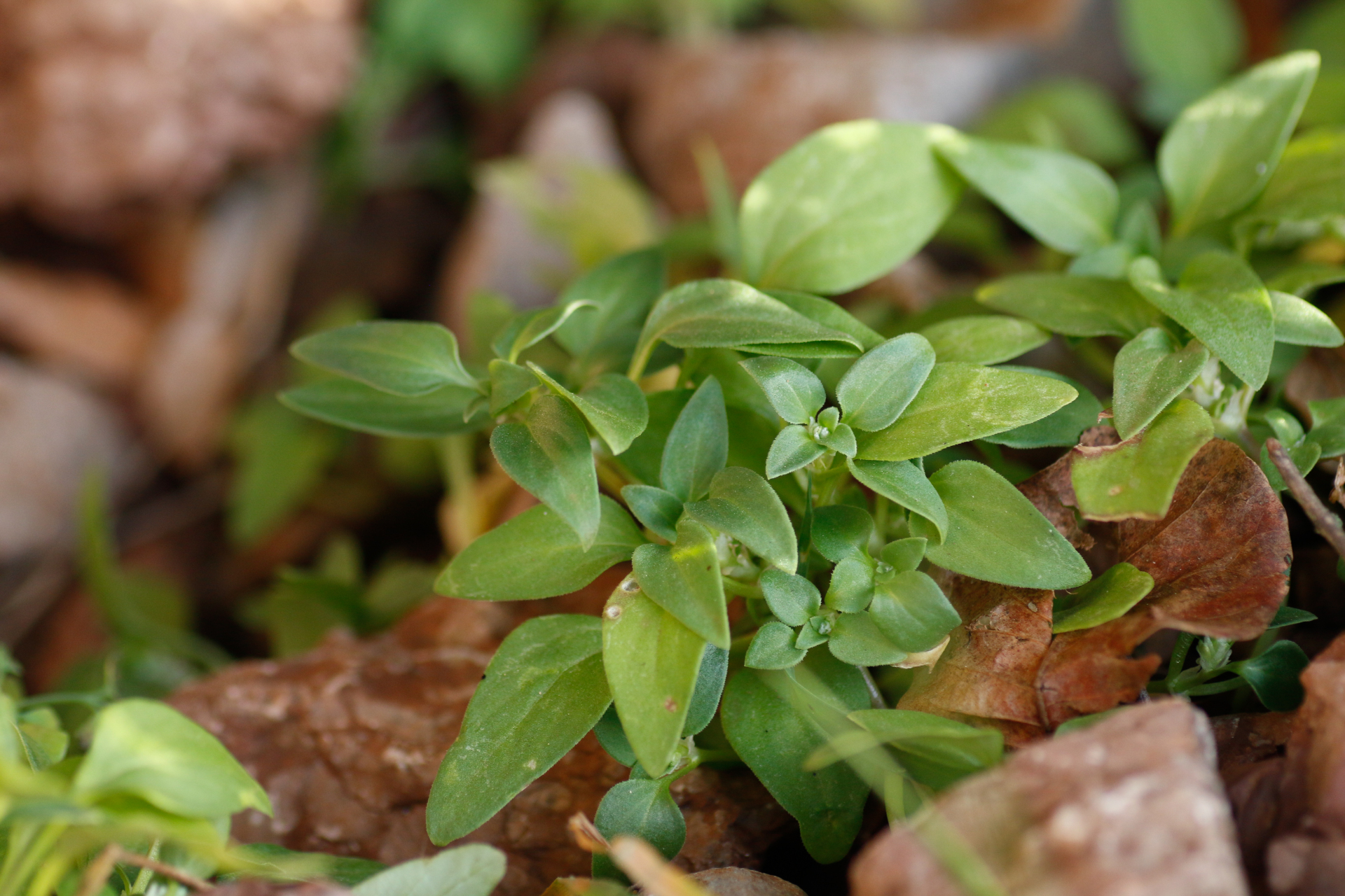 Theligonum cynocrambe L. - Photo Bivouac Naturaliste