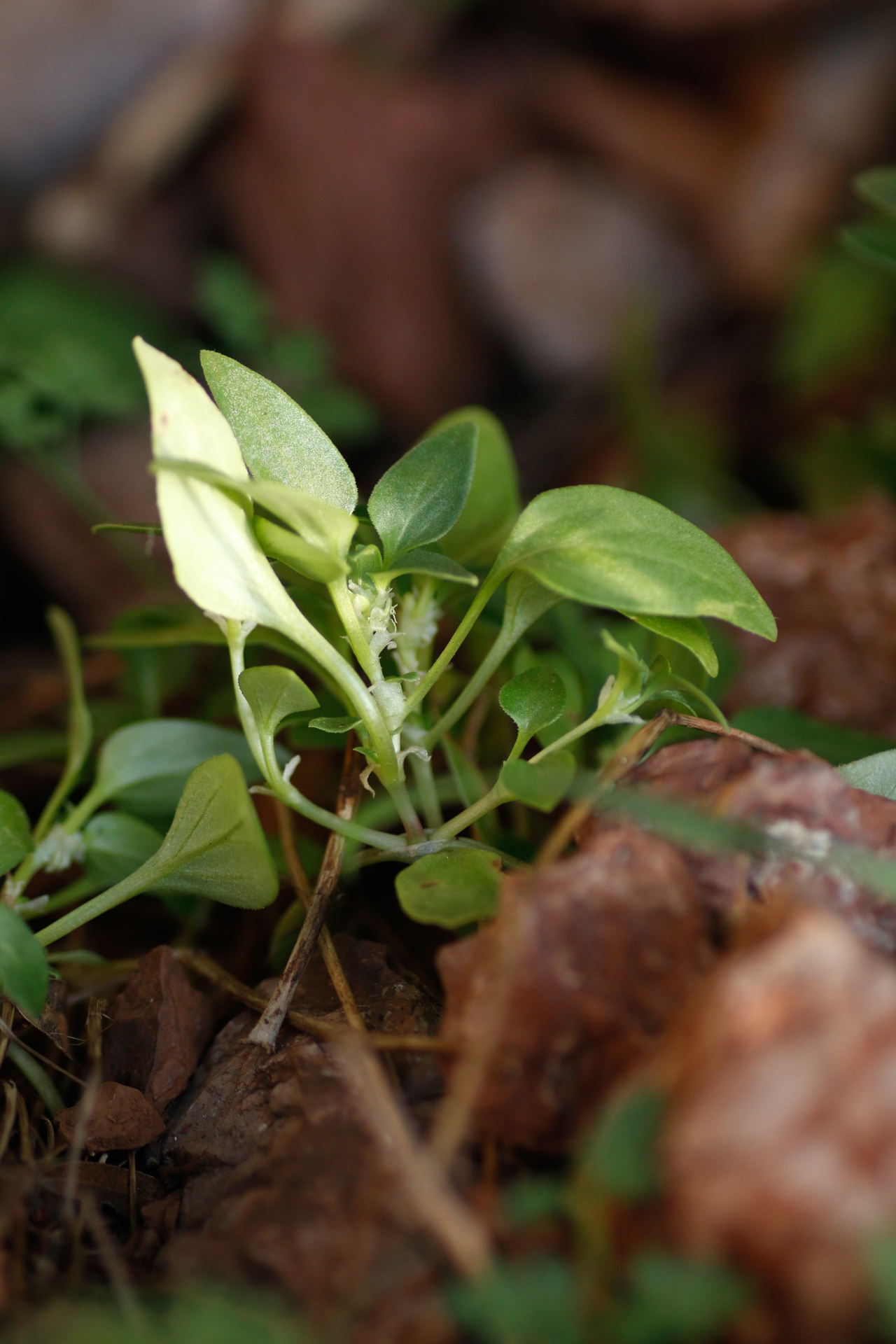 Theligonum cynocrambe L. - Photo Bivouac Naturaliste