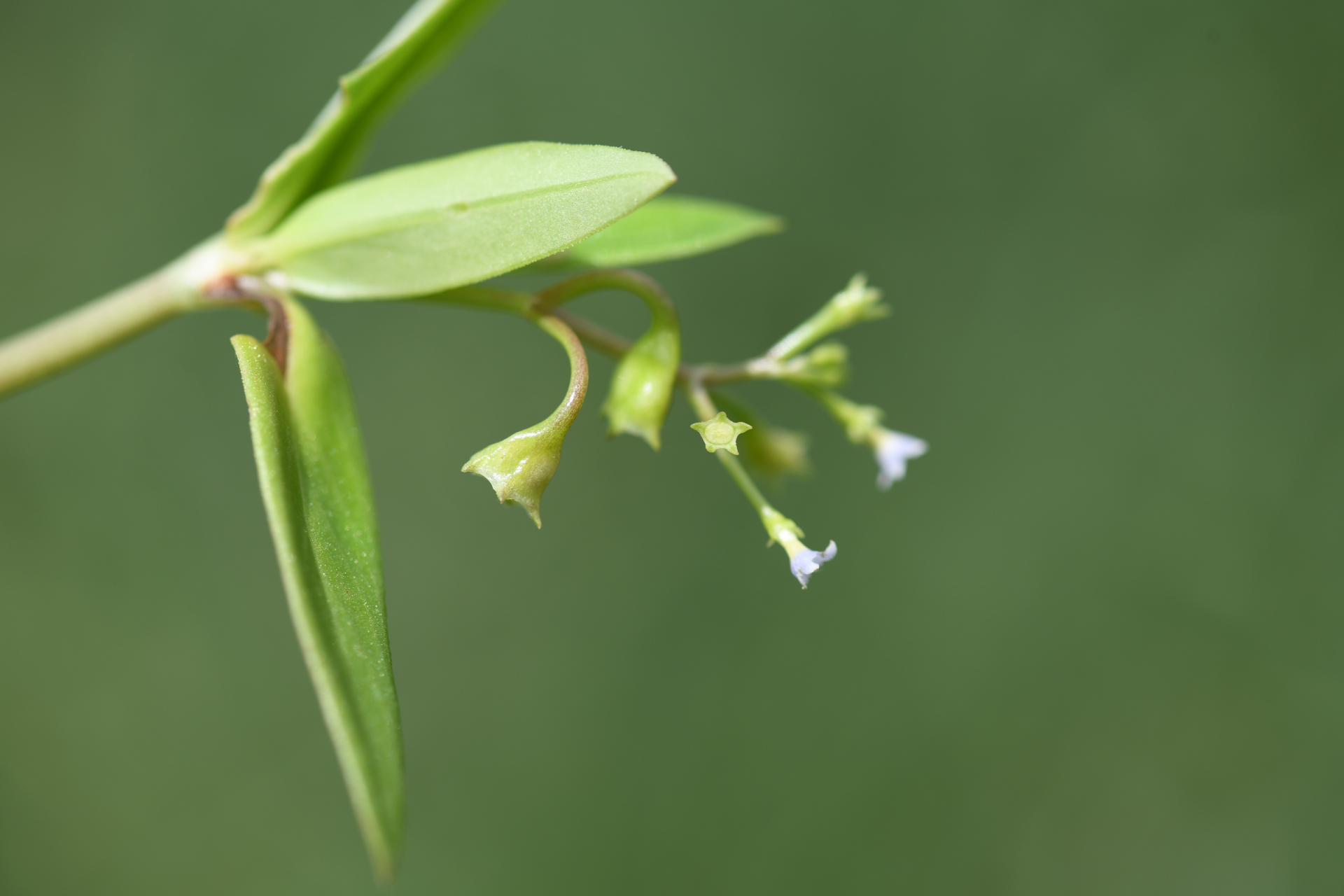 Pentodon pentandrus (Schumach. & Thonn.) Vatke - Photo Bivouac Naturaliste