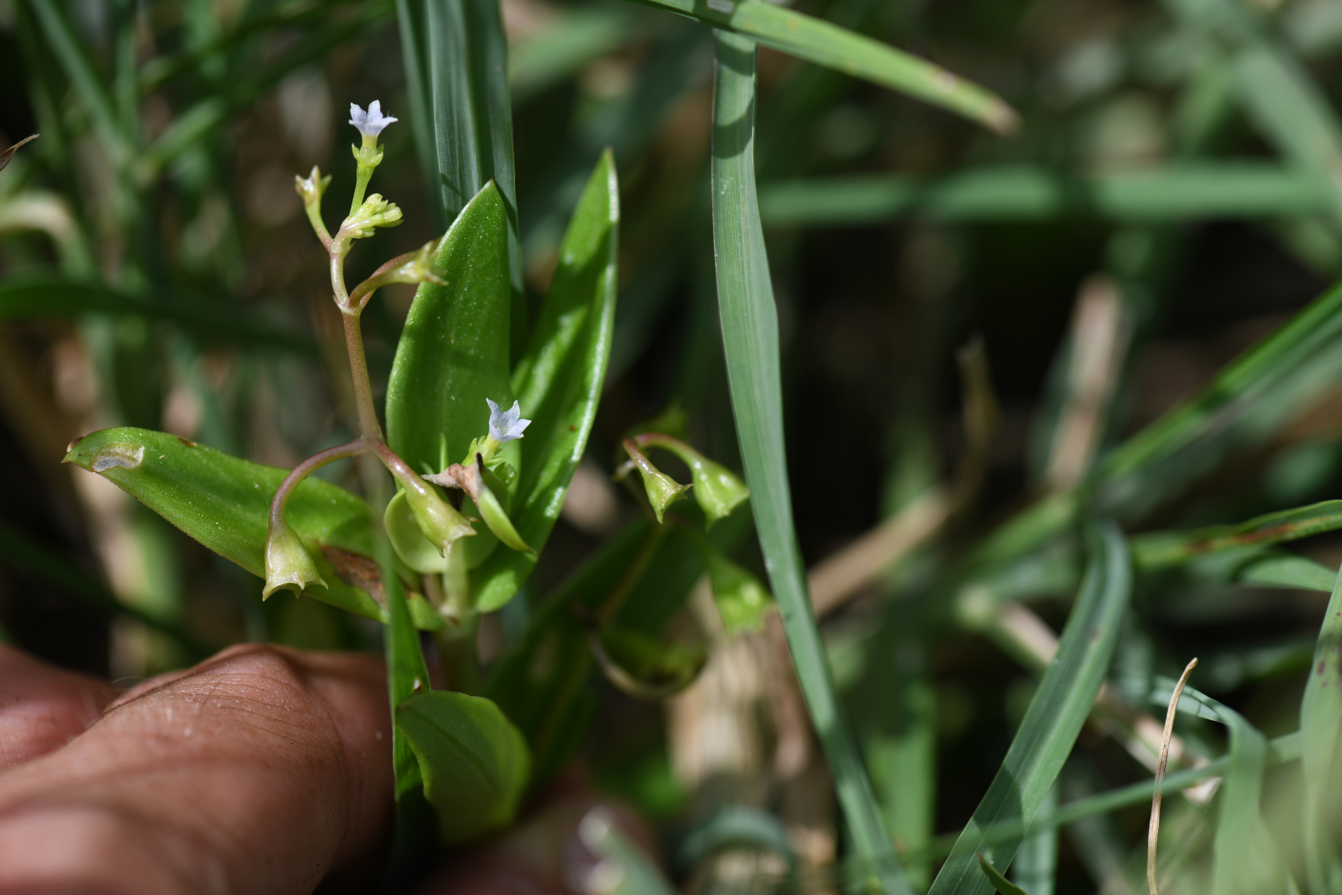 Pentodon pentandrus (Schumach. & Thonn.) Vatke - Photo Bivouac Naturaliste