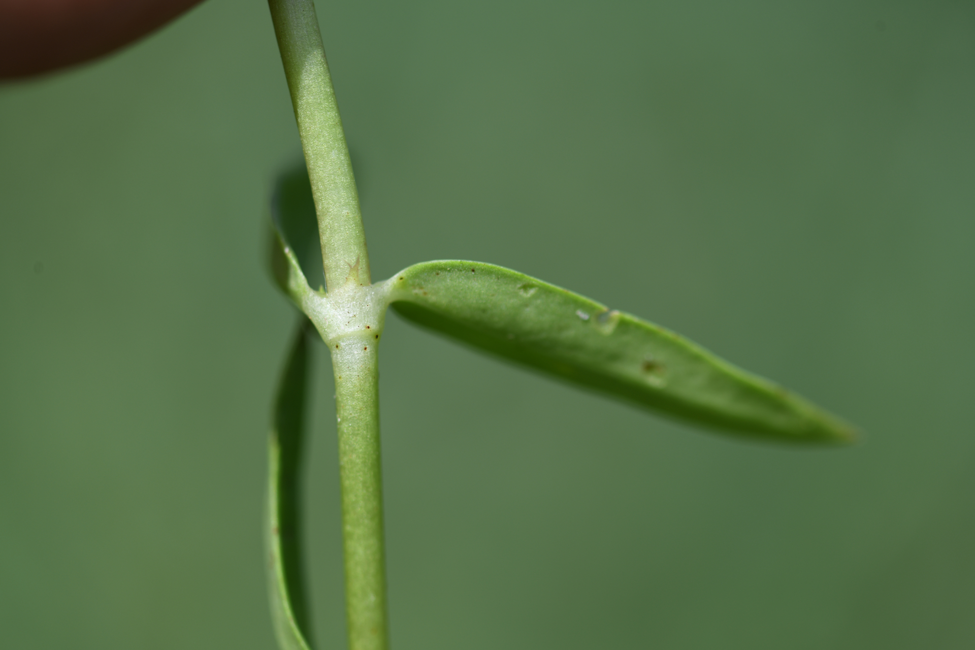 Pentodon pentandrus (Schumach. & Thonn.) Vatke - Photo Bivouac Naturaliste
