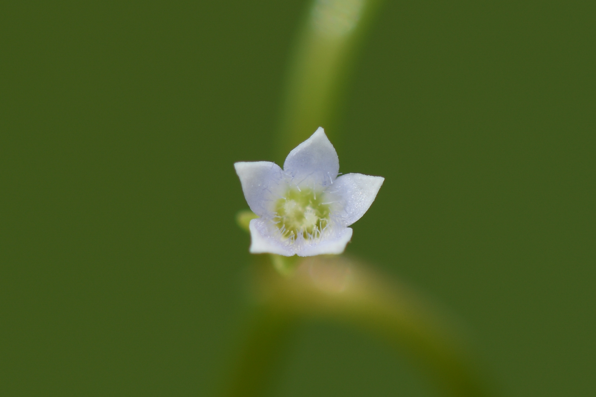Pentodon pentandrus (Schumach. & Thonn.) Vatke - Photo Bivouac Naturaliste