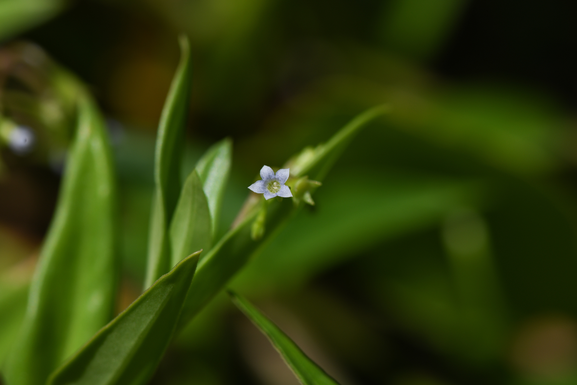 Pentodon pentandrus (Schumach. & Thonn.) Vatke - Photo Bivouac Naturaliste