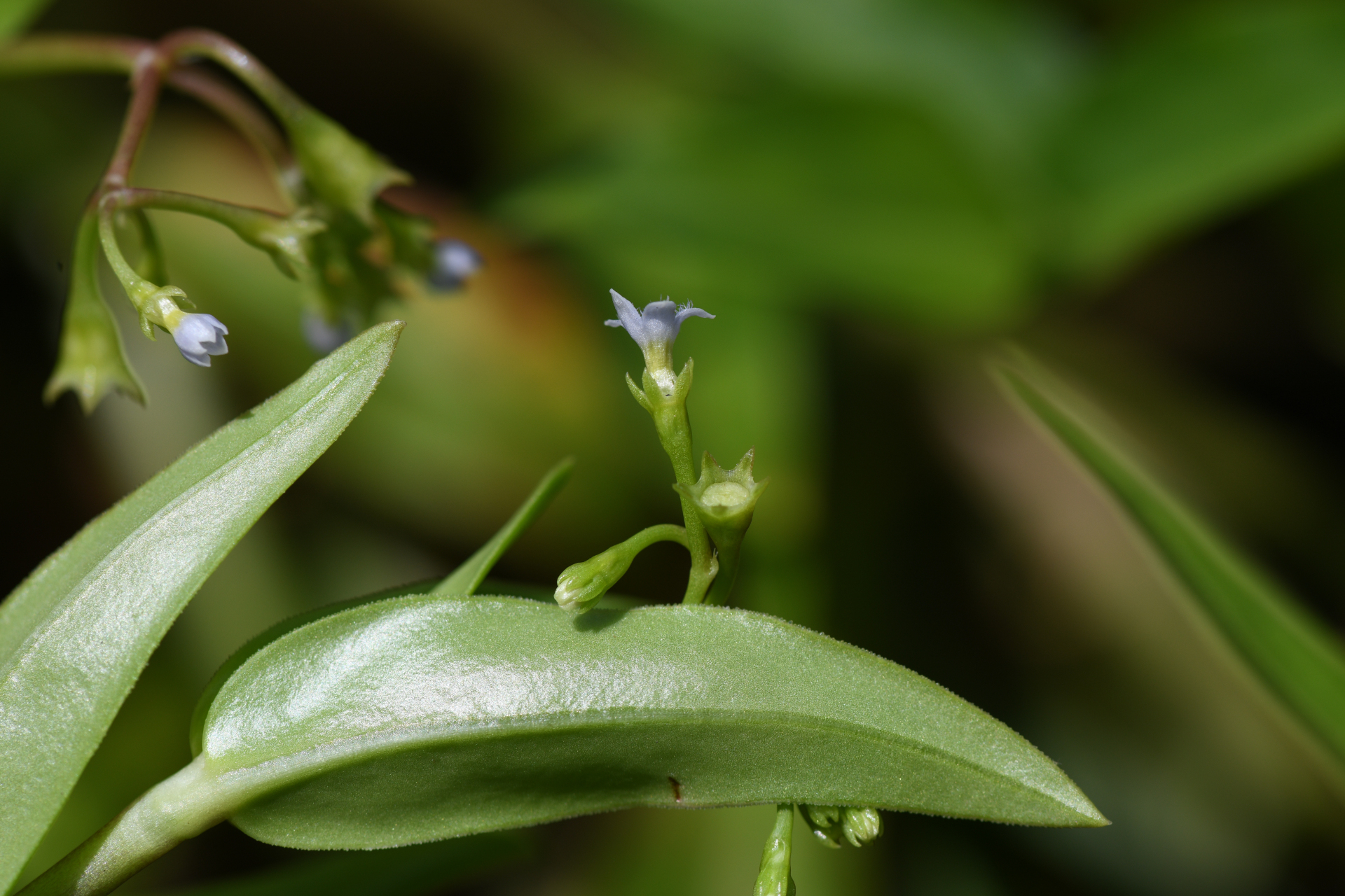 Pentodon pentandrus (Schumach. & Thonn.) Vatke - Photo Bivouac Naturaliste