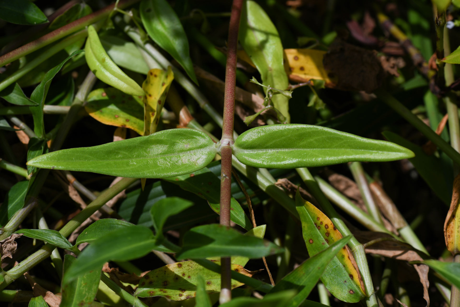 Pentodon pentandrus (Schumach. & Thonn.) Vatke - Photo Bivouac Naturaliste