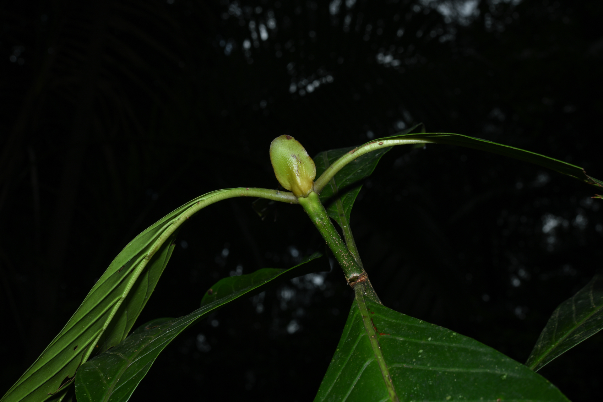 Psychotria pedunculosa Rich. - Photo Bivouac Naturaliste