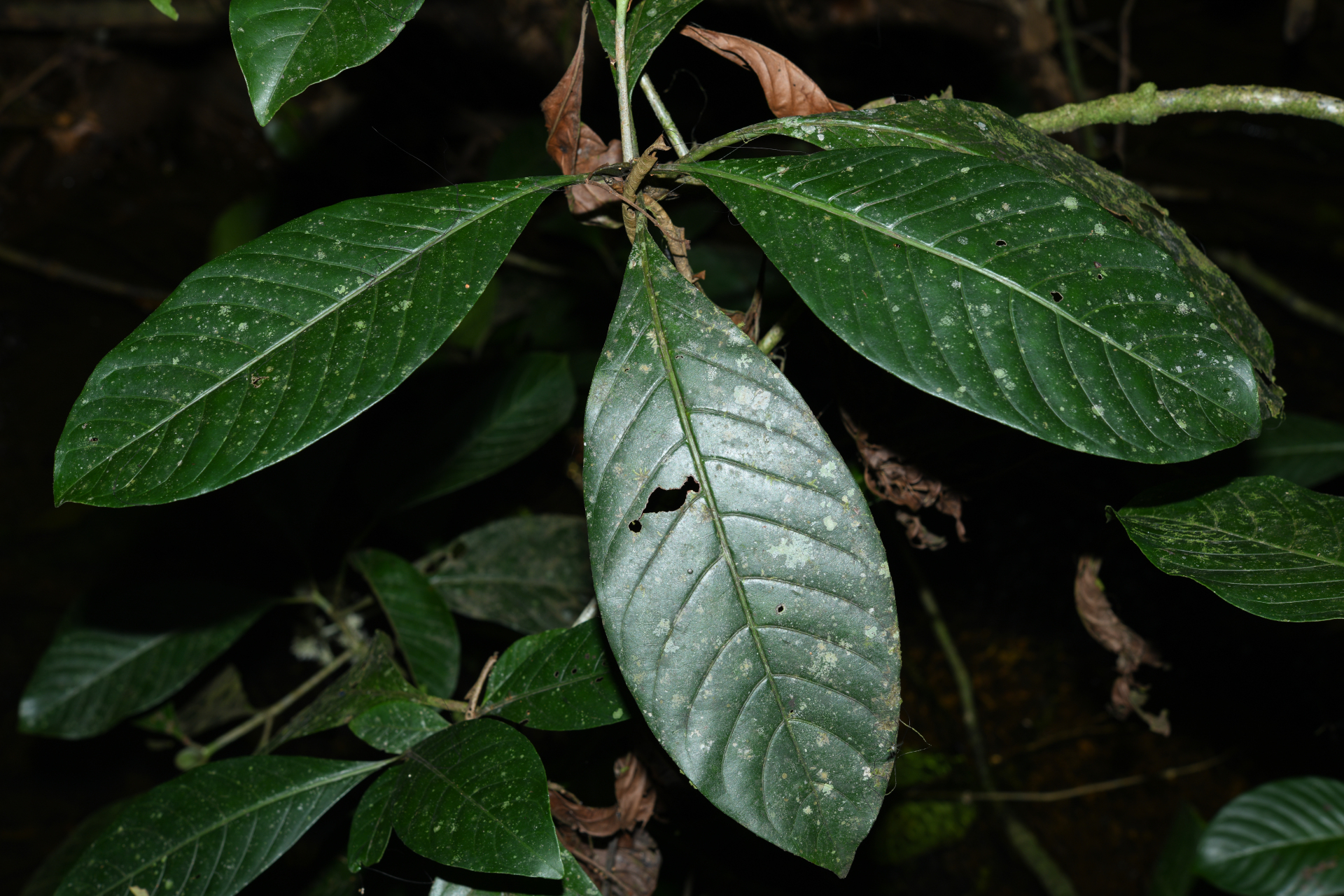 Psychotria pedunculosa Rich. - Photo Bivouac Naturaliste