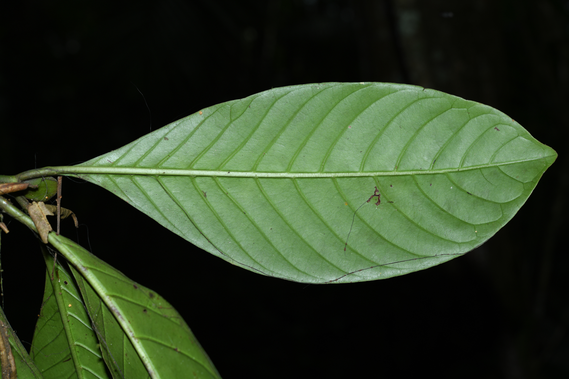 Psychotria pedunculosa Rich. - Photo Bivouac Naturaliste