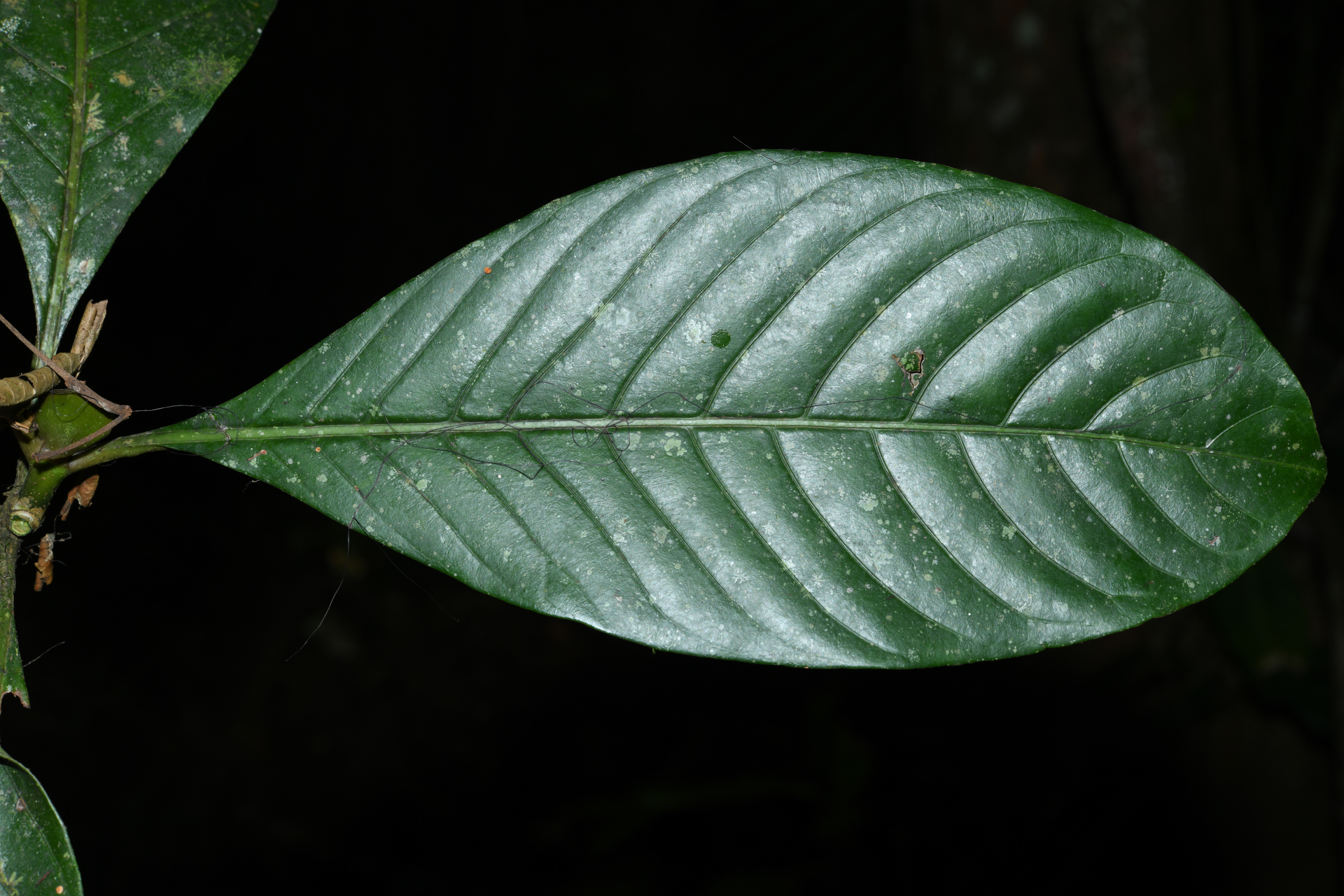 Psychotria pedunculosa Rich. - Photo Bivouac Naturaliste