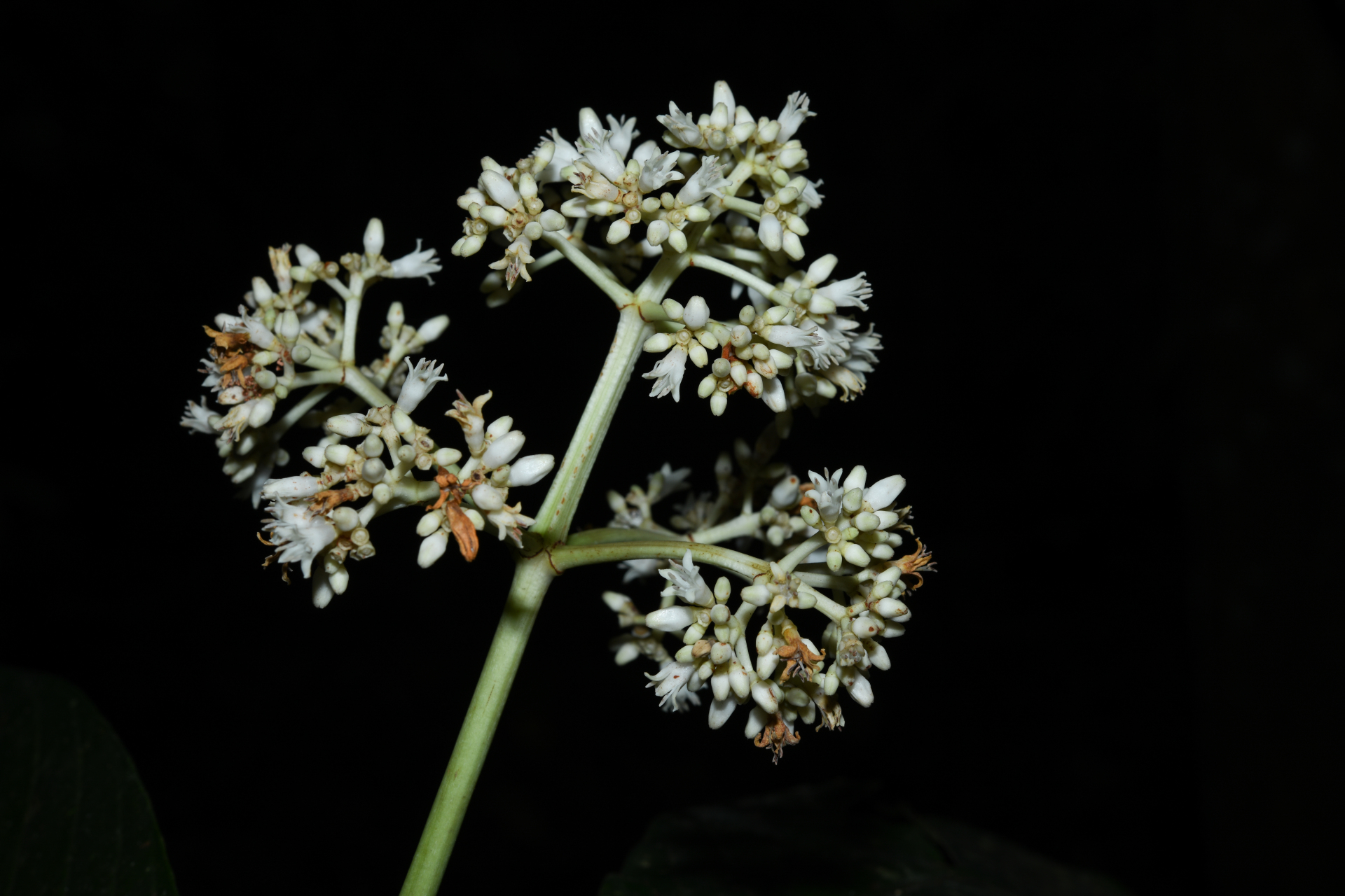 Psychotria pedunculosa Rich. - Photo Bivouac Naturaliste