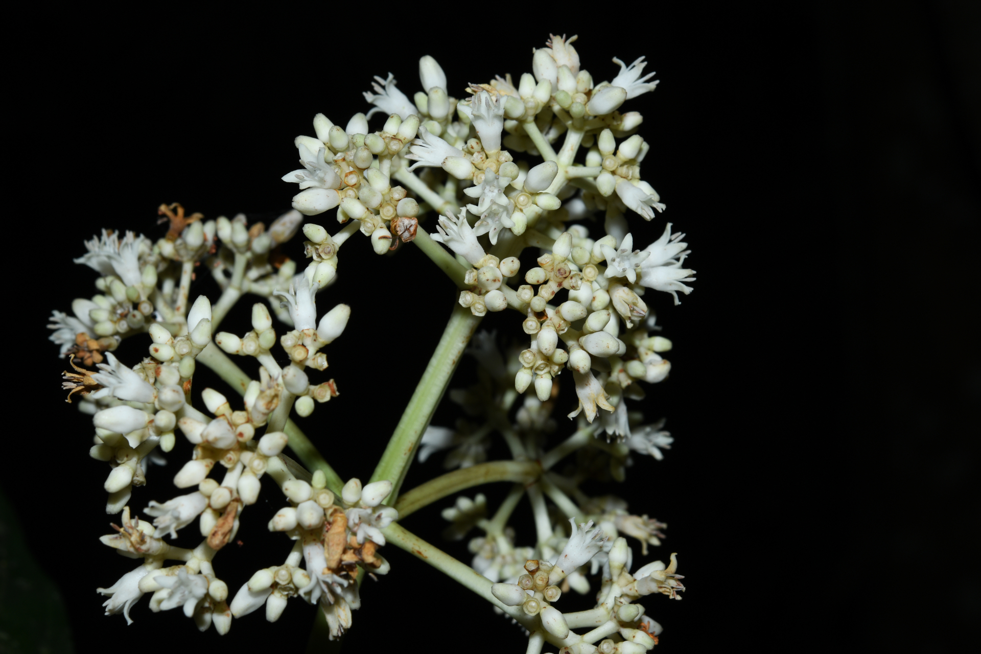 Psychotria pedunculosa Rich. - Photo Bivouac Naturaliste