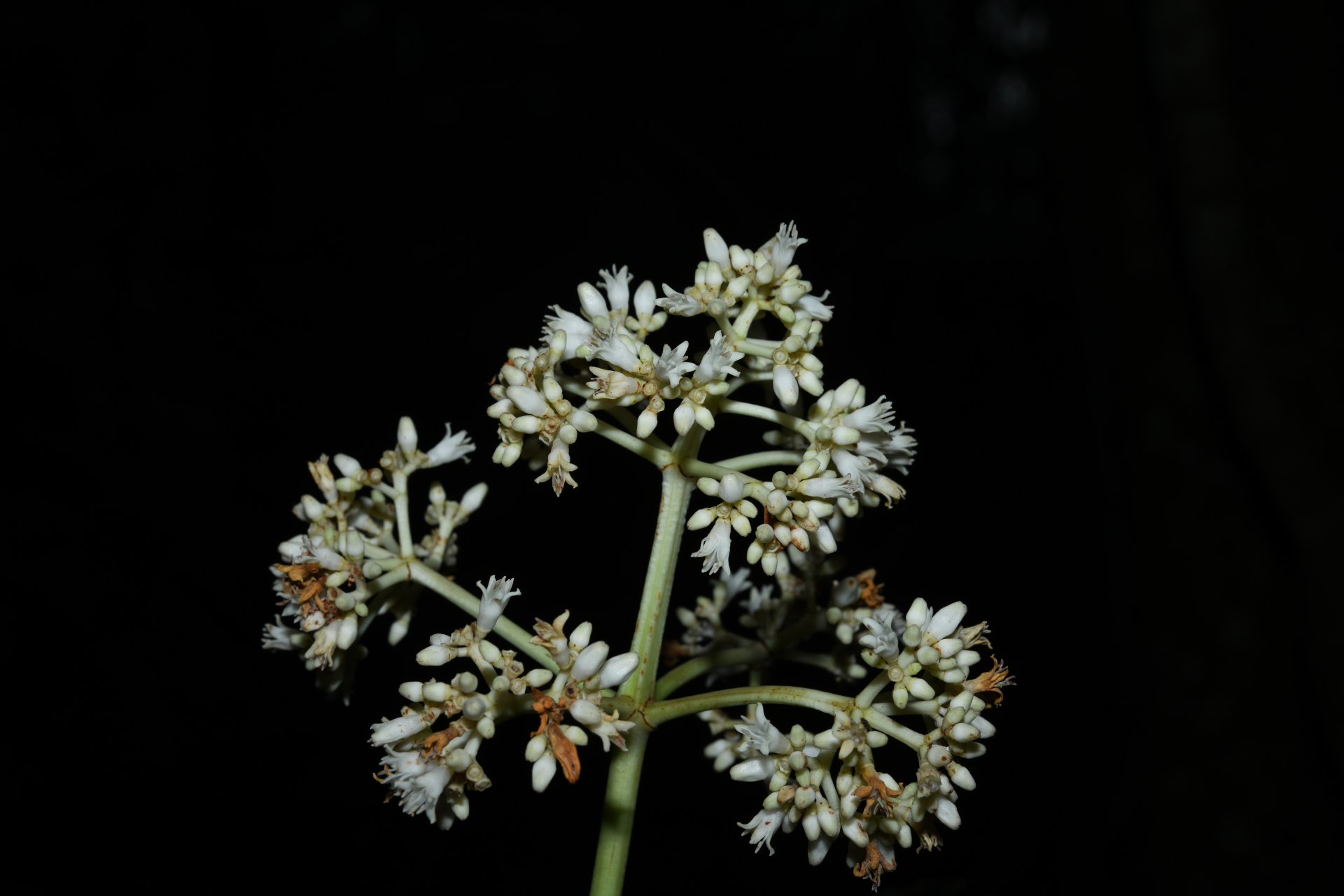 Psychotria pedunculosa Rich. - Photo Bivouac Naturaliste