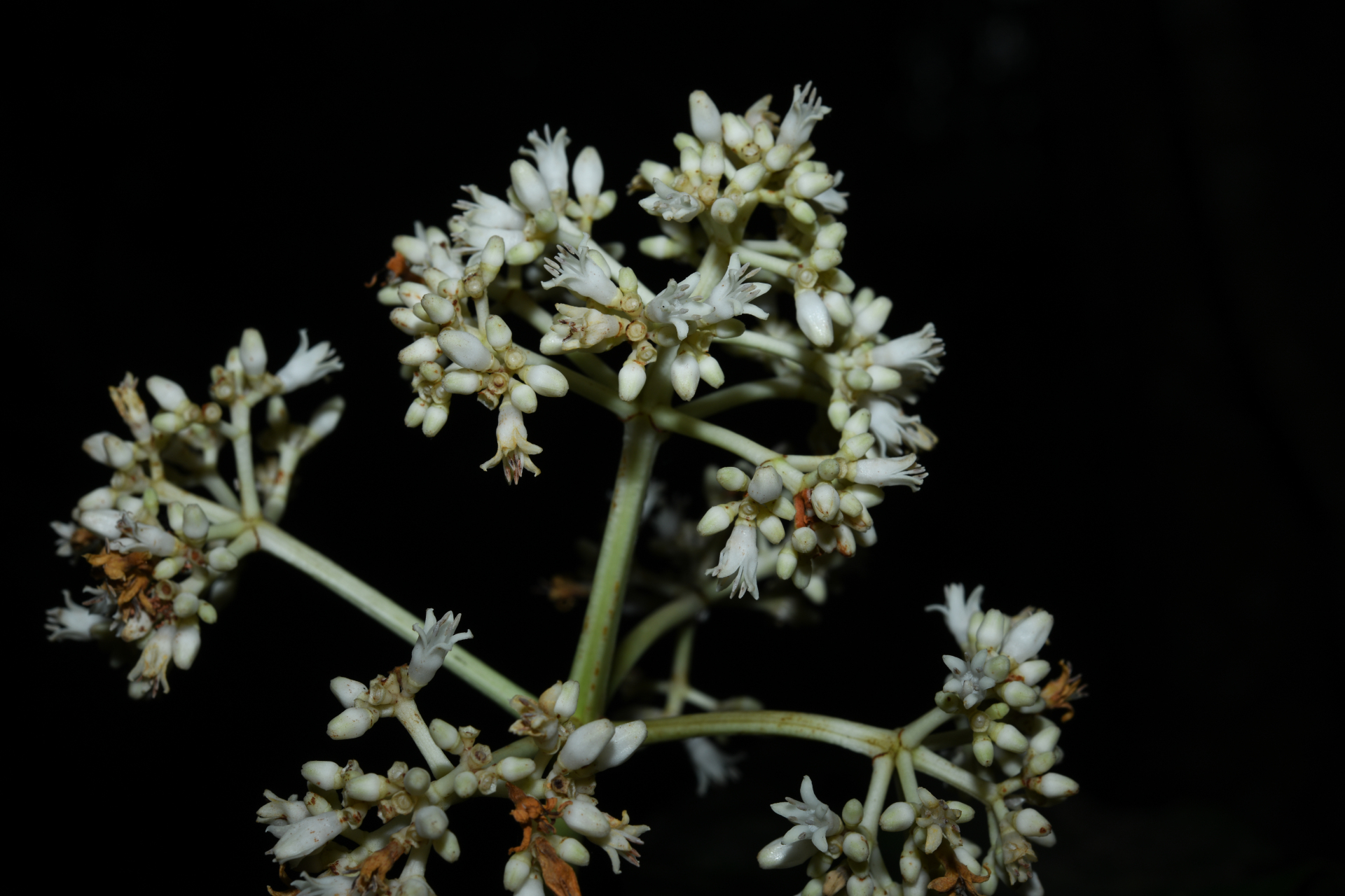 Psychotria pedunculosa Rich. - Photo Bivouac Naturaliste