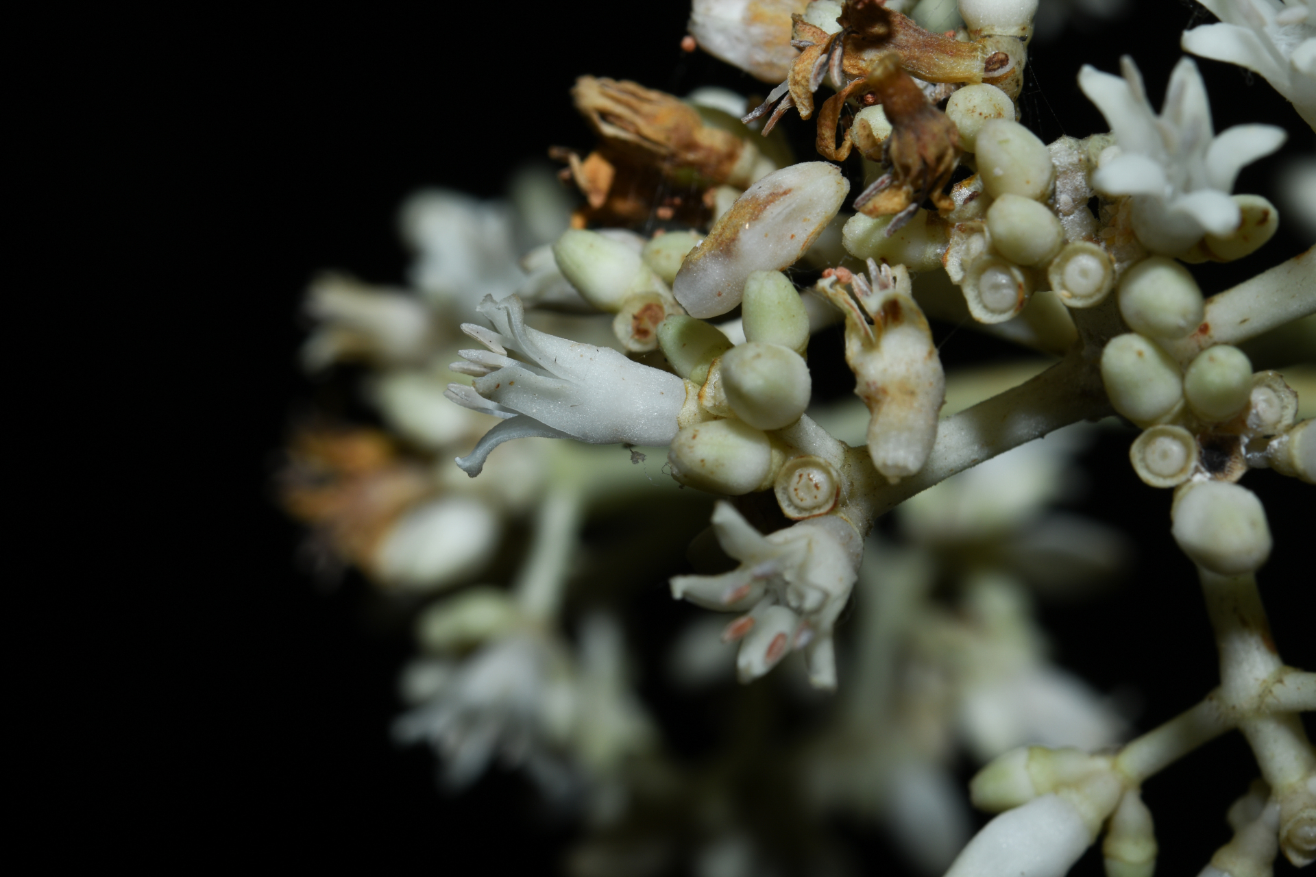 Psychotria pedunculosa Rich. - Photo Bivouac Naturaliste