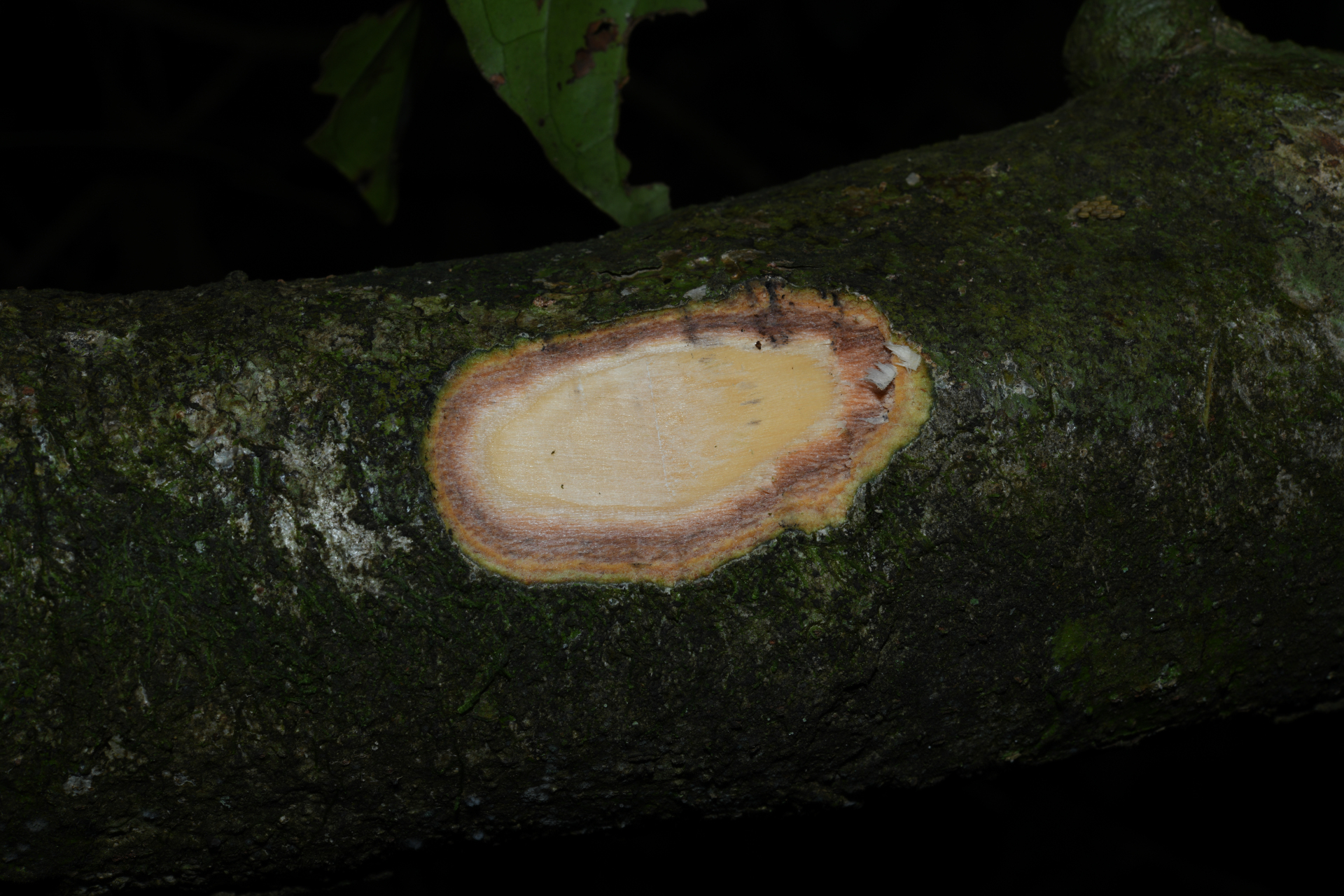 Psychotria pedunculosa Rich. - Photo Bivouac Naturaliste