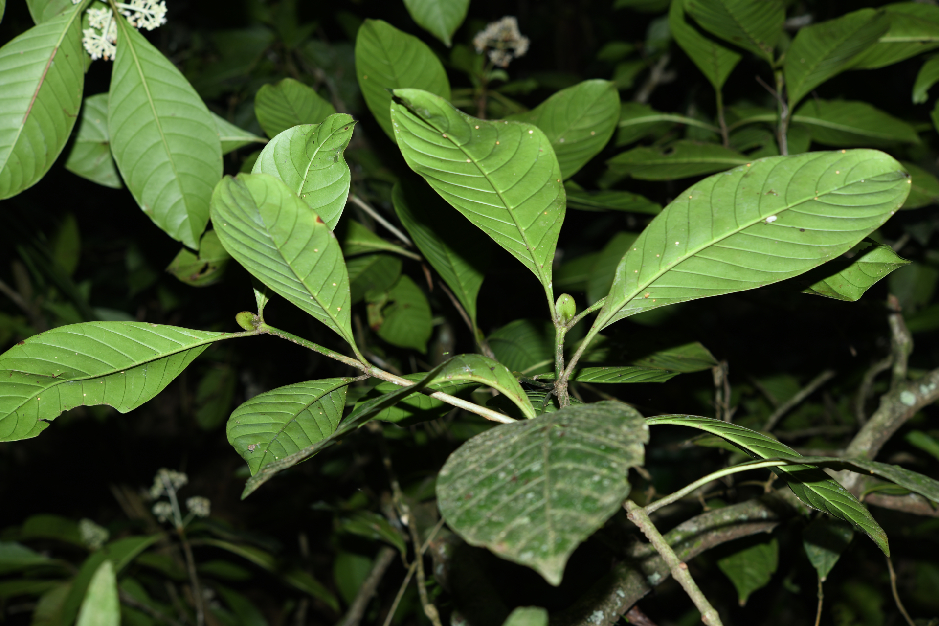 Psychotria pedunculosa Rich. - Photo Bivouac Naturaliste