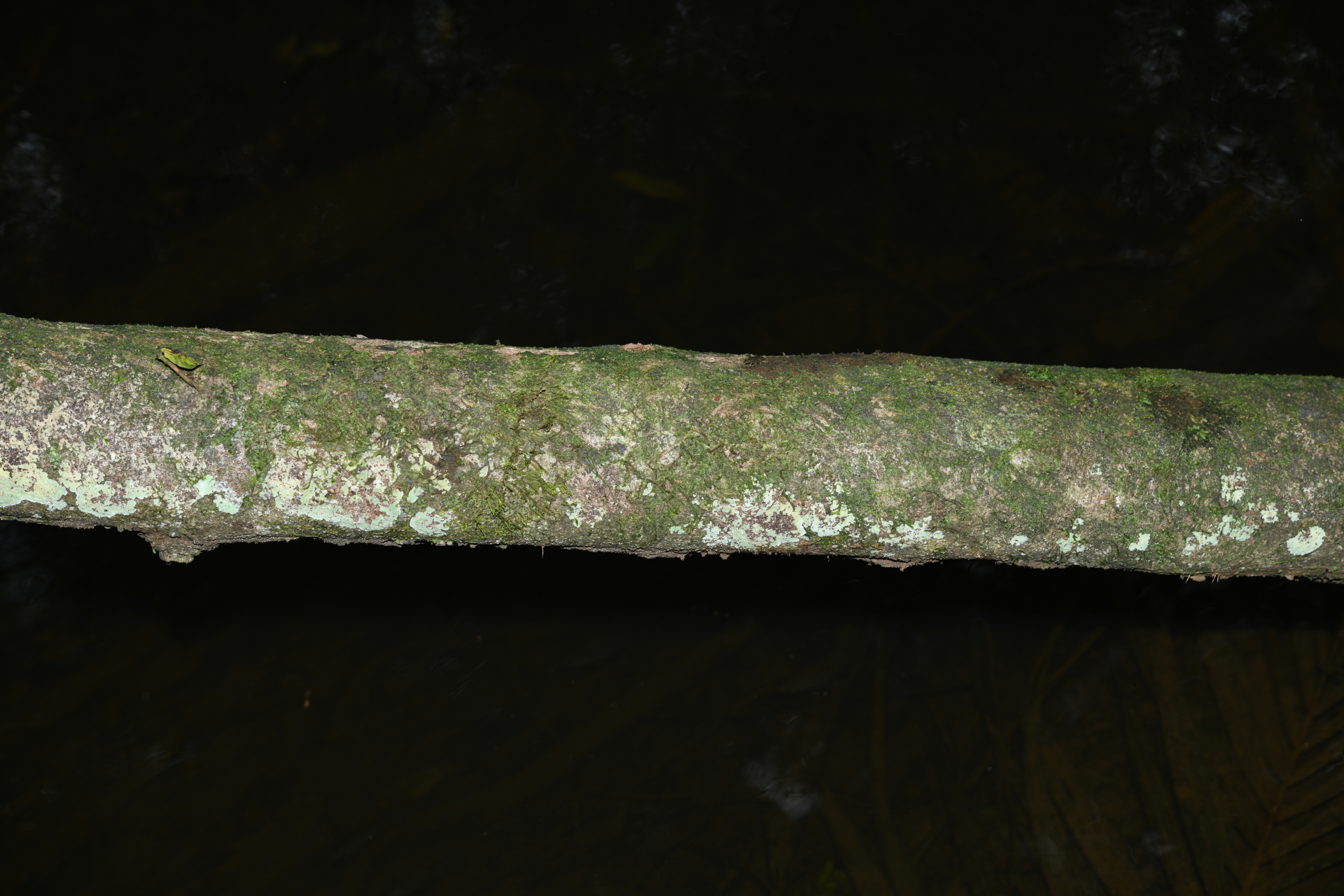 Psychotria pedunculosa Rich. - Photo Bivouac Naturaliste