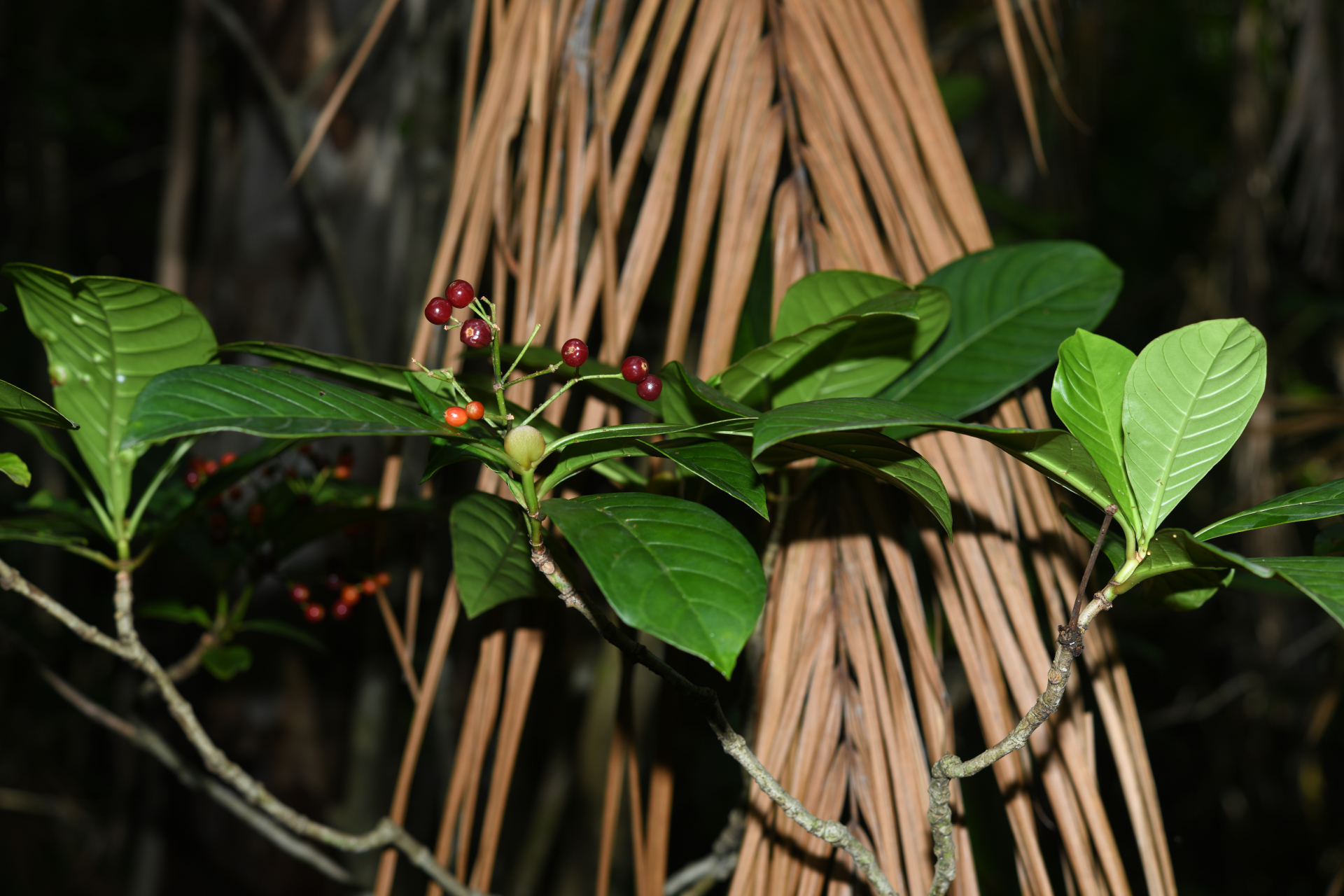 Psychotria pedunculosa Rich. - Photo Bivouac Naturaliste