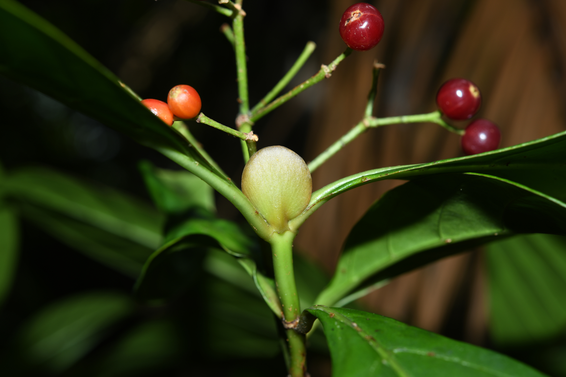 Psychotria pedunculosa Rich. - Photo Bivouac Naturaliste