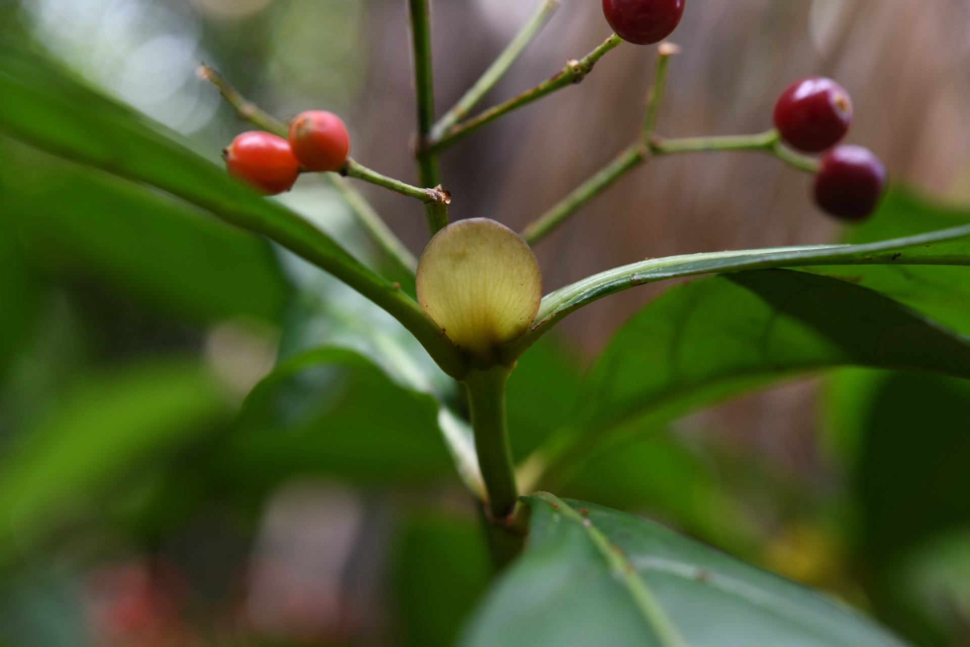 Psychotria pedunculosa Rich. - Photo Bivouac Naturaliste