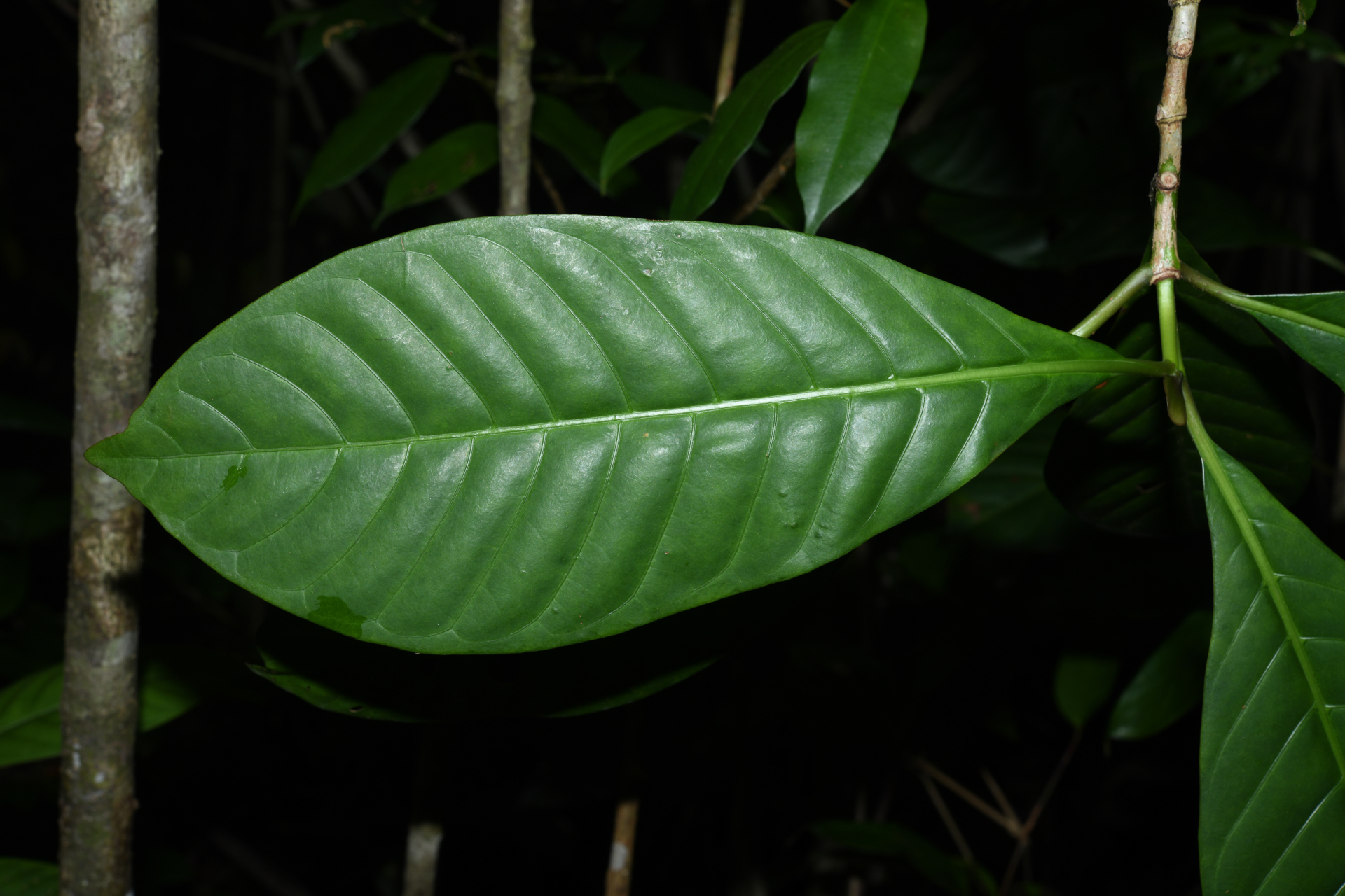 Psychotria pedunculosa Rich. - Photo Bivouac Naturaliste