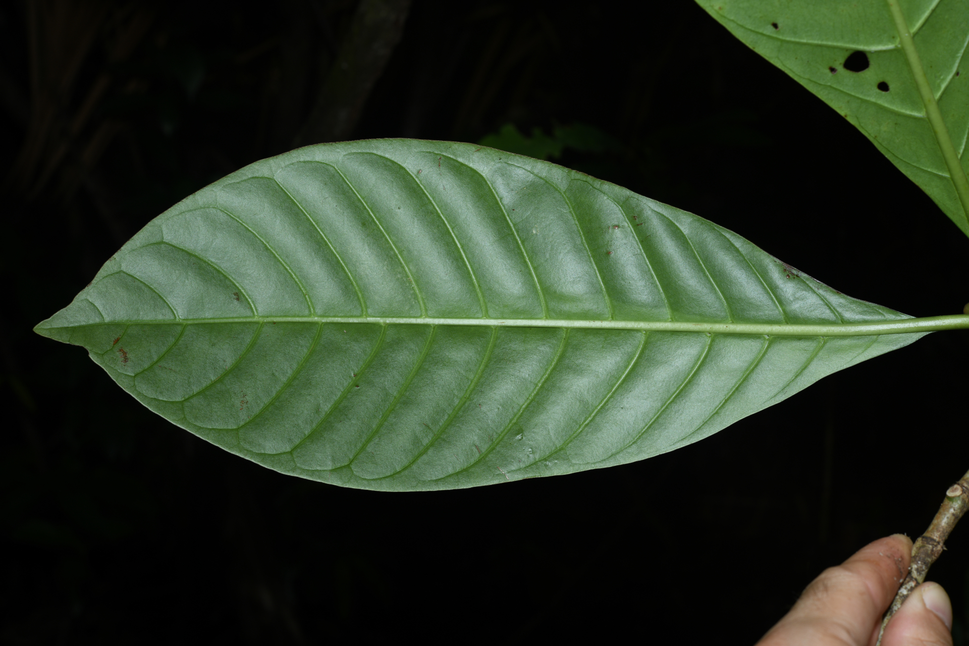 Psychotria pedunculosa Rich. - Photo Bivouac Naturaliste