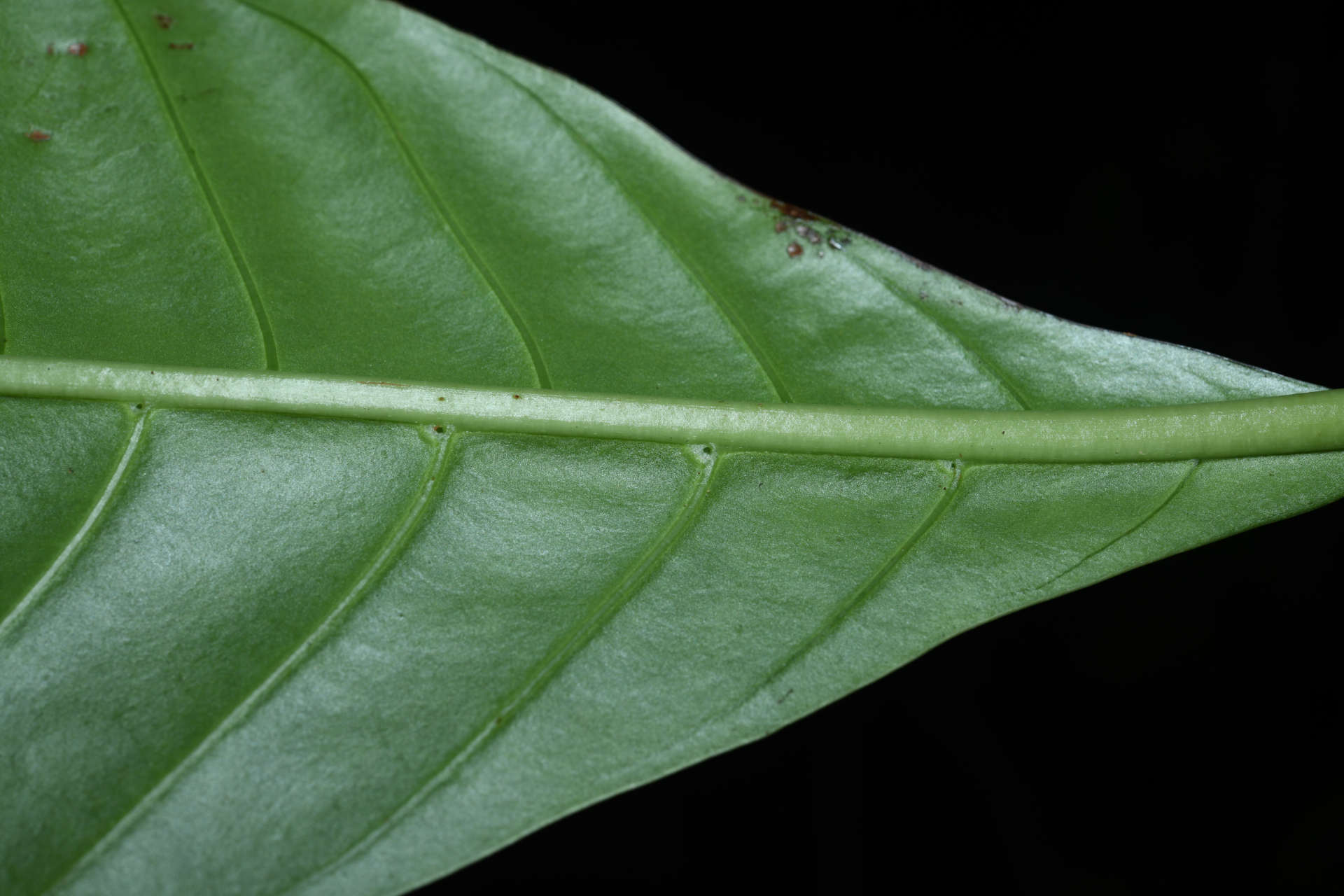 Psychotria pedunculosa Rich. - Photo Bivouac Naturaliste