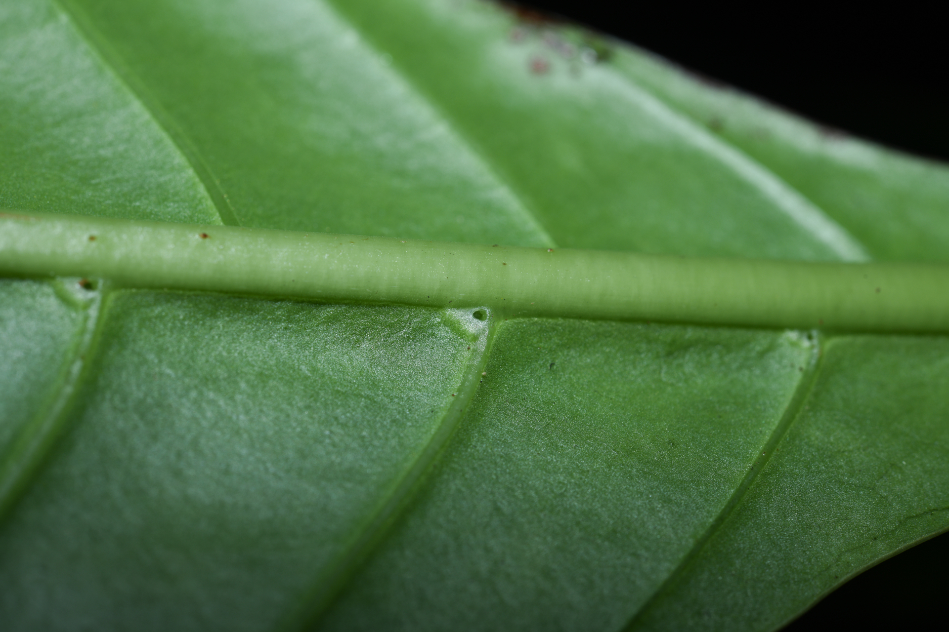Psychotria pedunculosa Rich. - Photo Bivouac Naturaliste