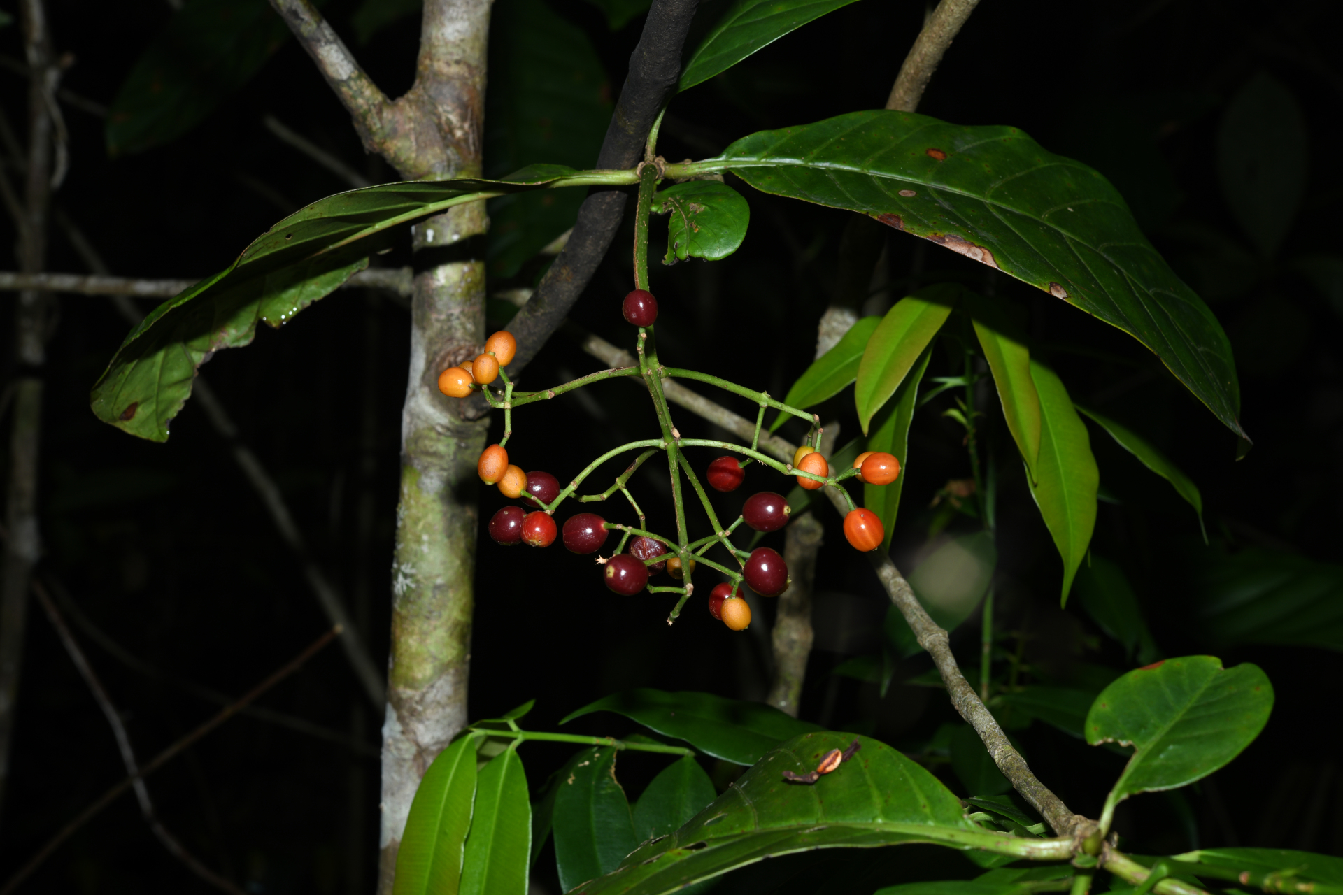 Psychotria pedunculosa Rich. - Photo Bivouac Naturaliste