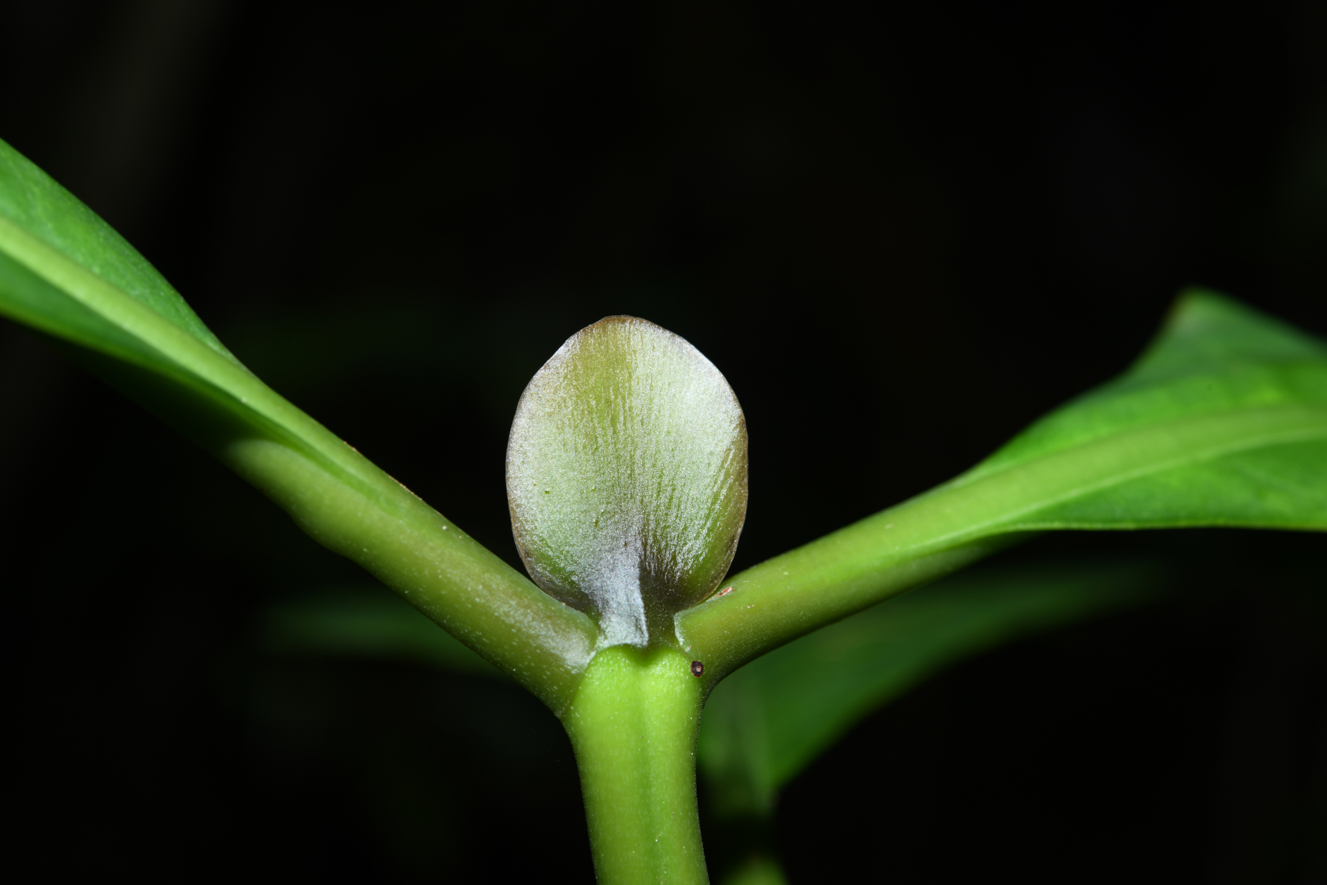 Psychotria pedunculosa Rich. - Photo Bivouac Naturaliste