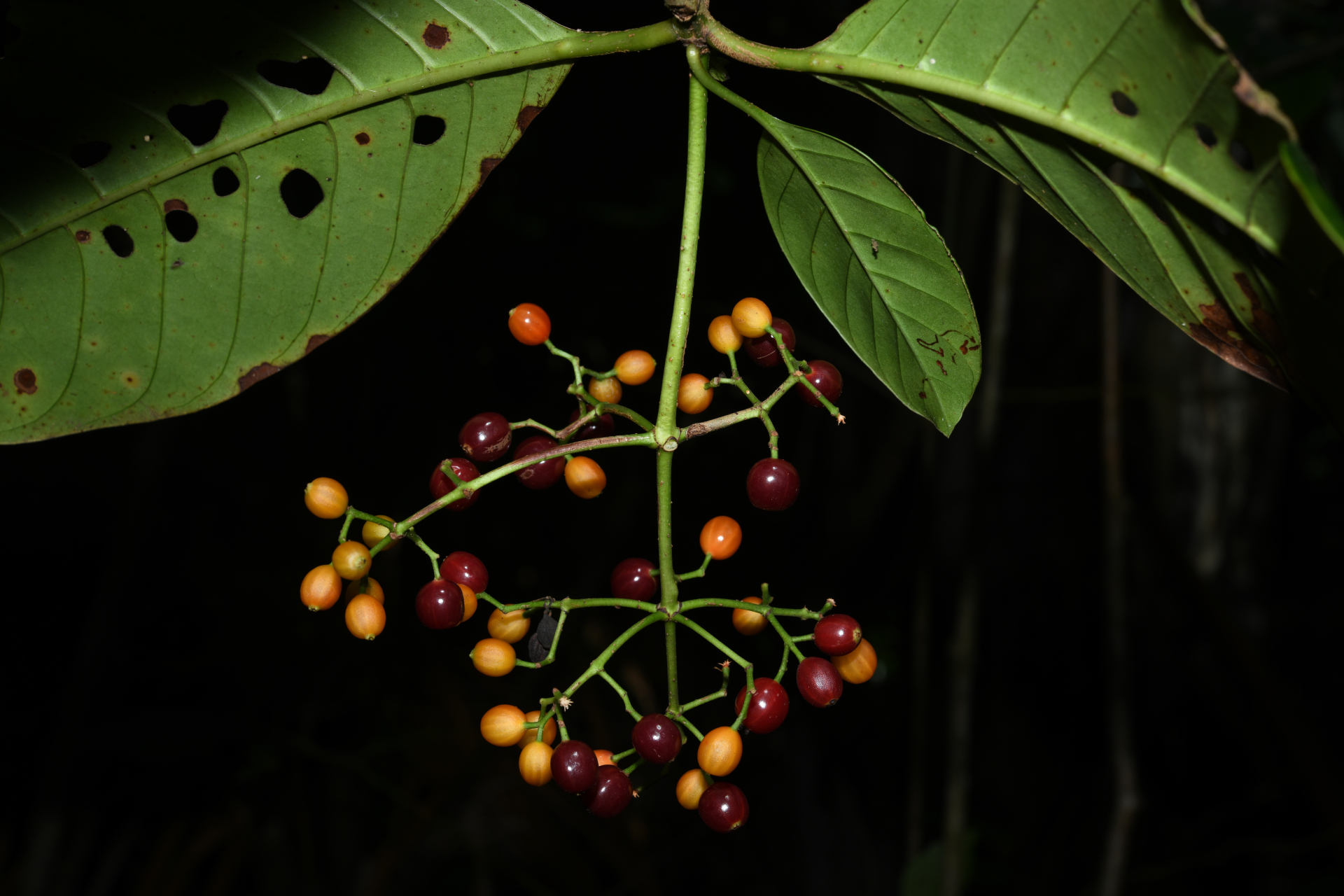 Psychotria pedunculosa Rich. - Photo Bivouac Naturaliste