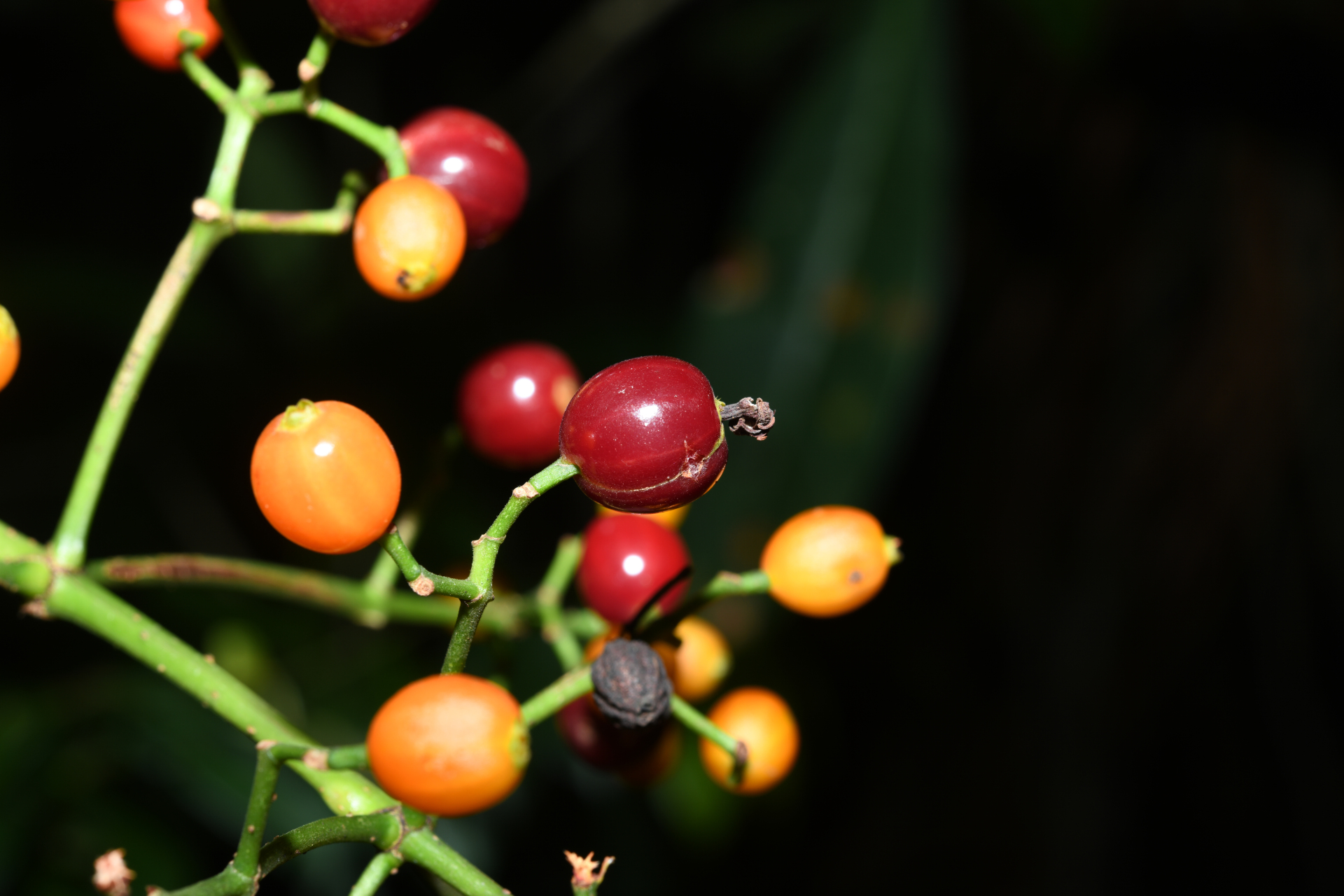 Psychotria pedunculosa Rich. - Photo Bivouac Naturaliste