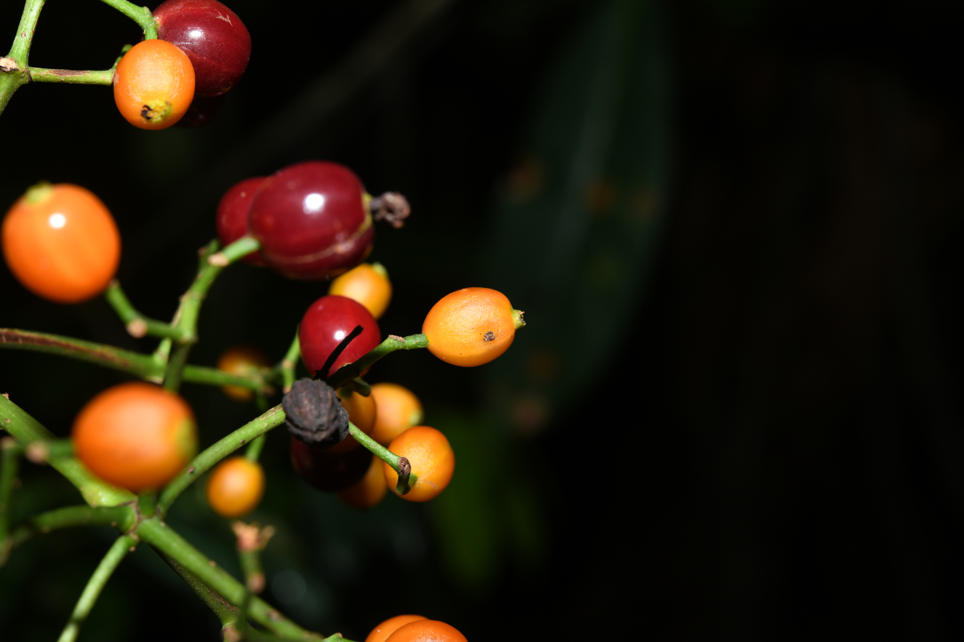 Psychotria pedunculosa Rich. - Photo Bivouac Naturaliste