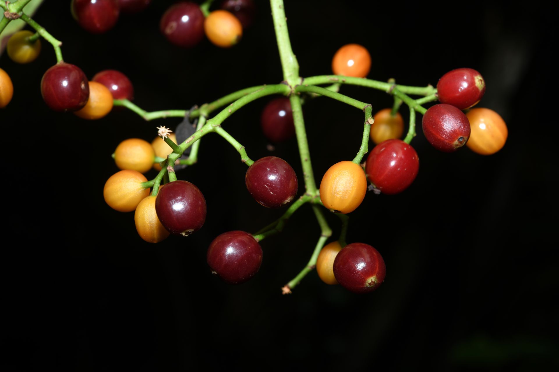 Psychotria pedunculosa Rich. - Photo Bivouac Naturaliste