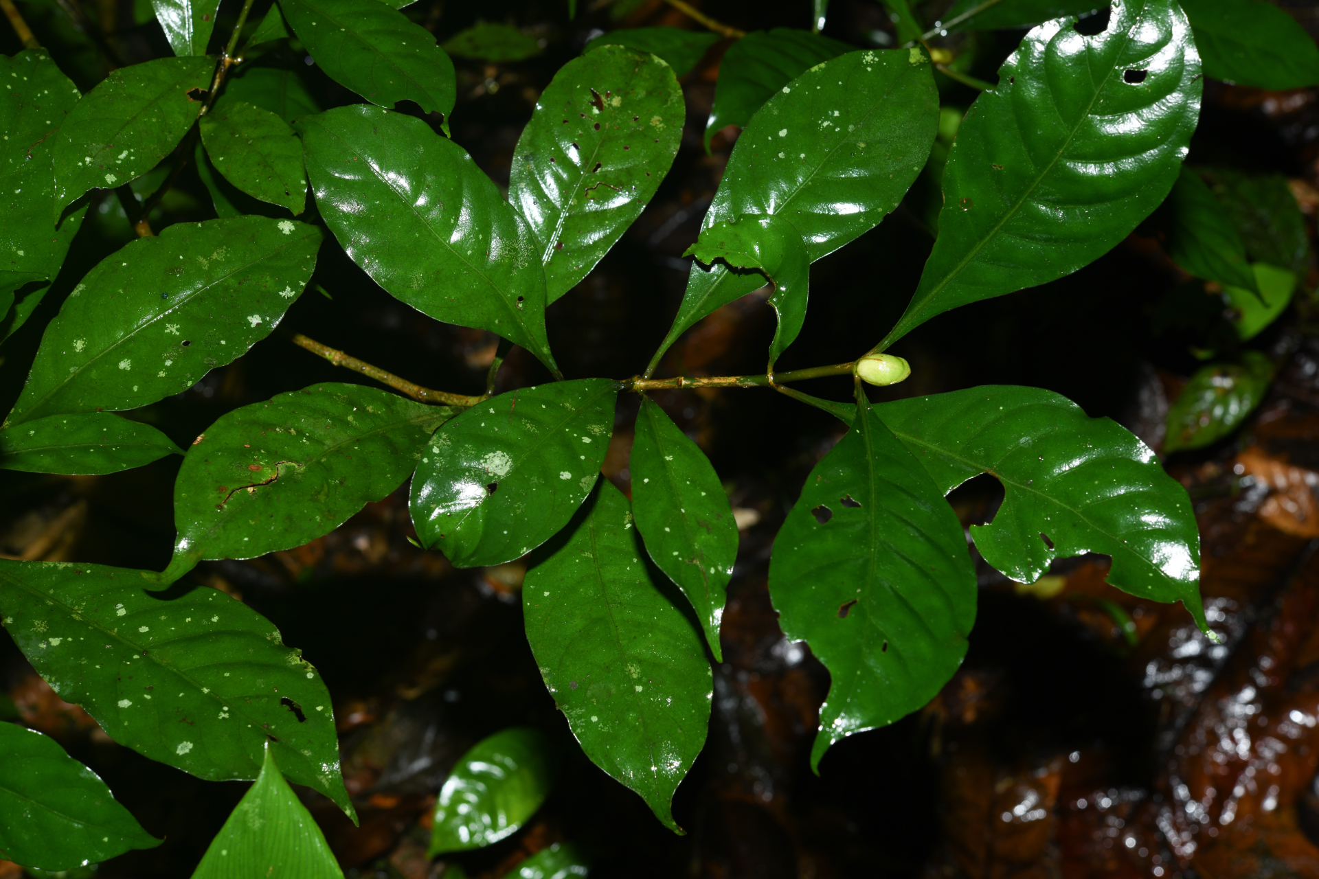 Psychotria cupularis (Müll.Arg.) Standl. - Photo Bivouac Naturaliste