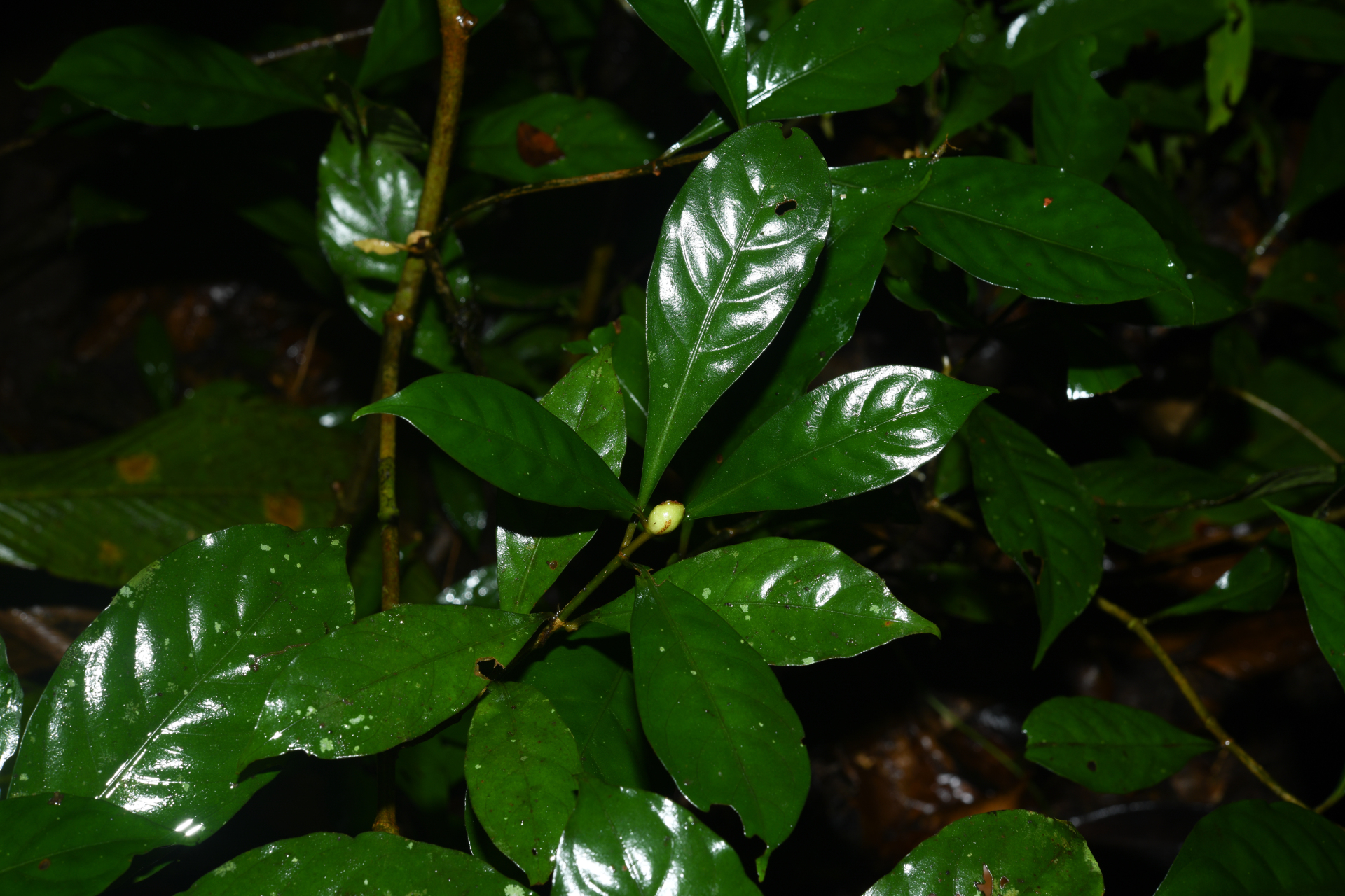 Psychotria cupularis (Müll.Arg.) Standl. - Photo Bivouac Naturaliste