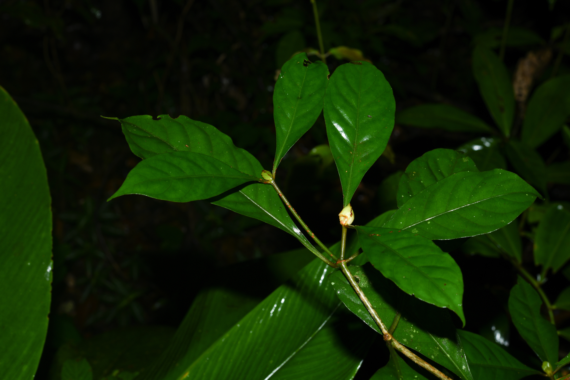 Psychotria cupularis (Müll.Arg.) Standl. - Photo Bivouac Naturaliste