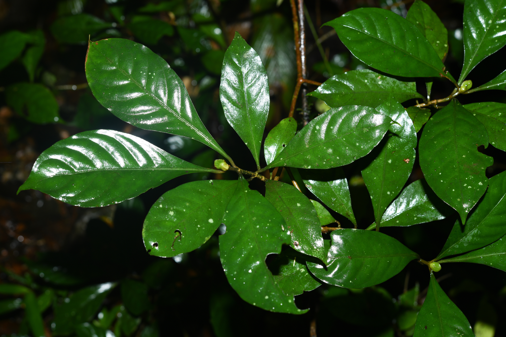 Psychotria cupularis (Müll.Arg.) Standl. - Photo Bivouac Naturaliste