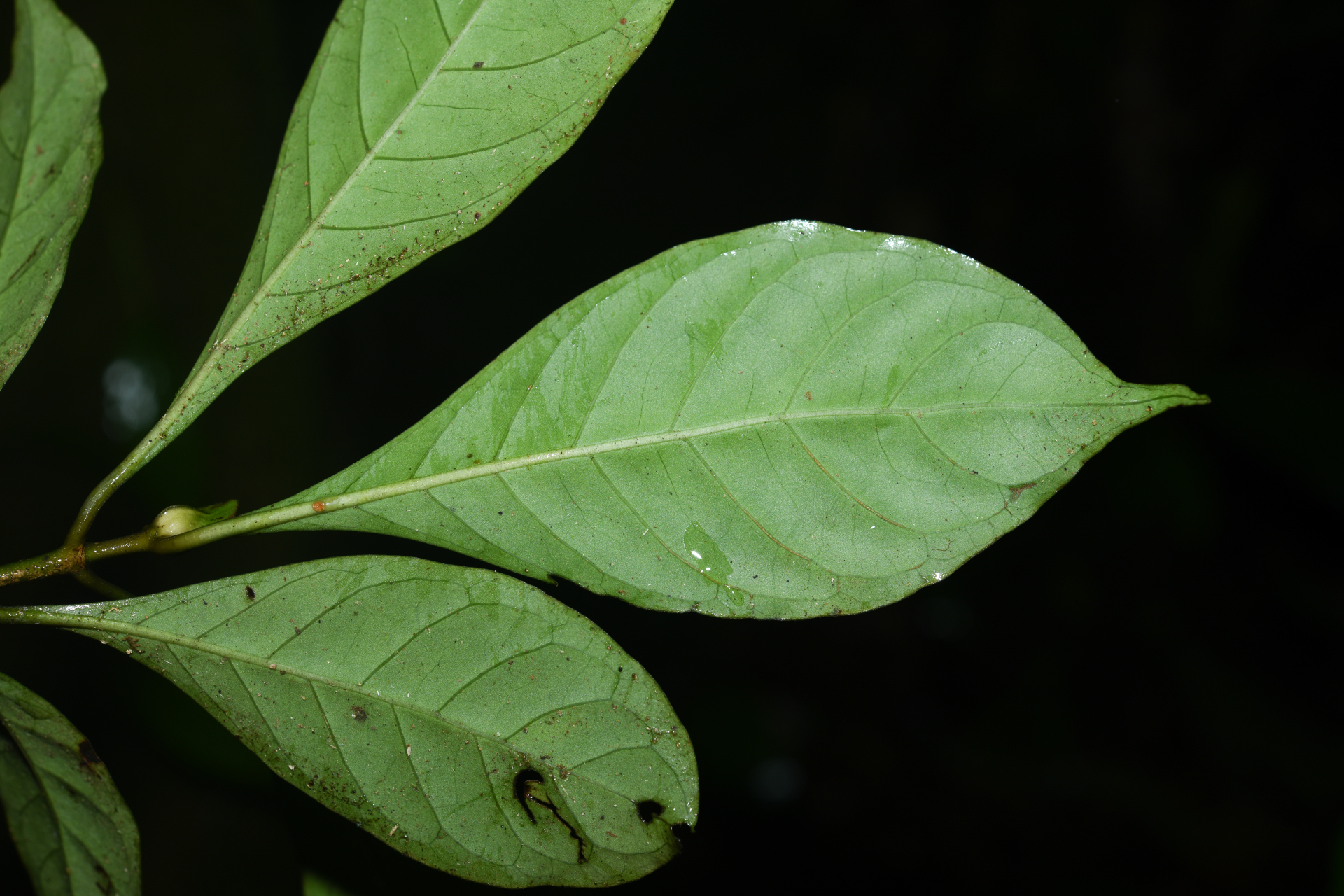 Psychotria cupularis (Müll.Arg.) Standl. - Photo Bivouac Naturaliste