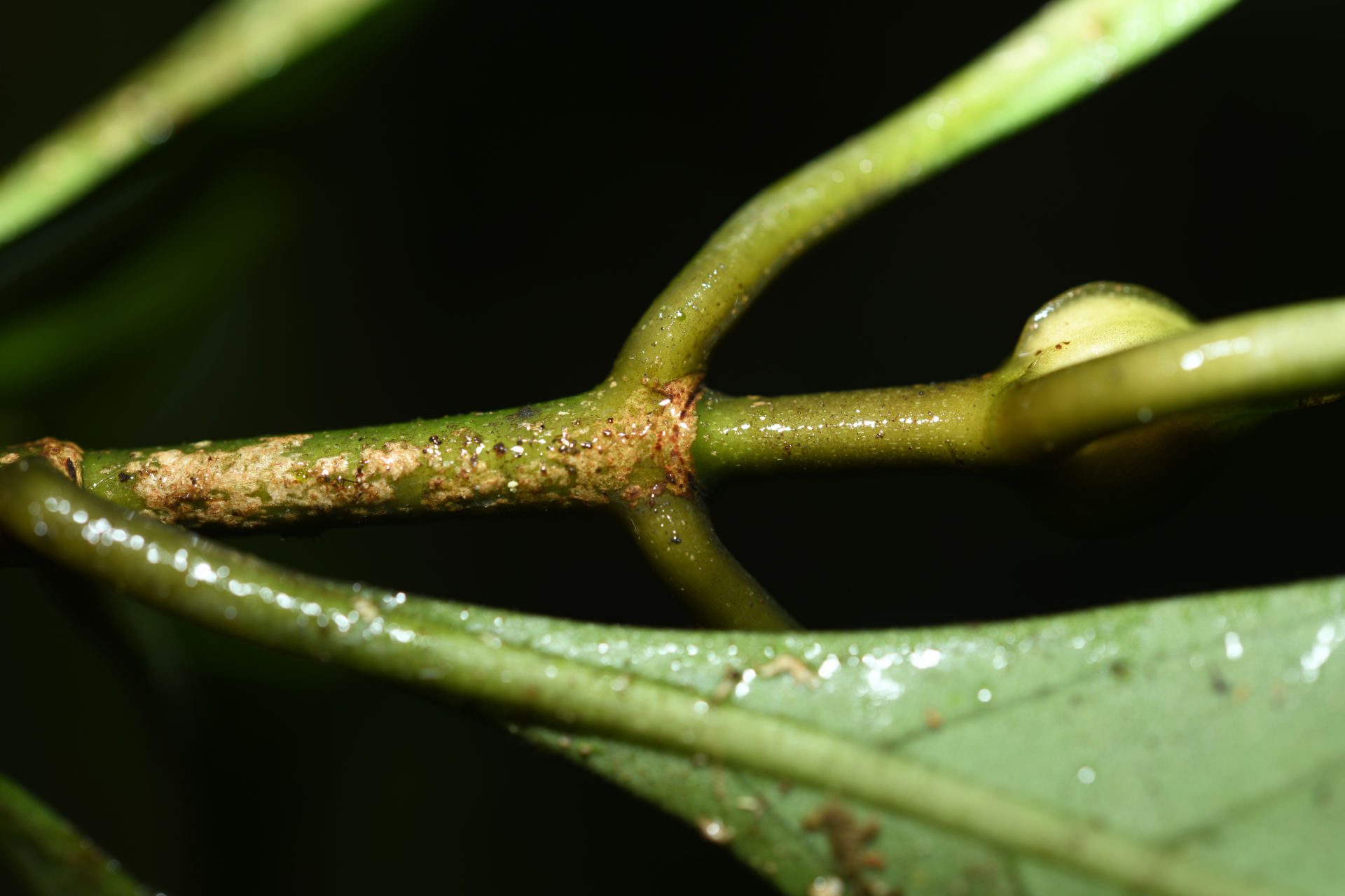 Psychotria cupularis (Müll.Arg.) Standl. - Photo Bivouac Naturaliste