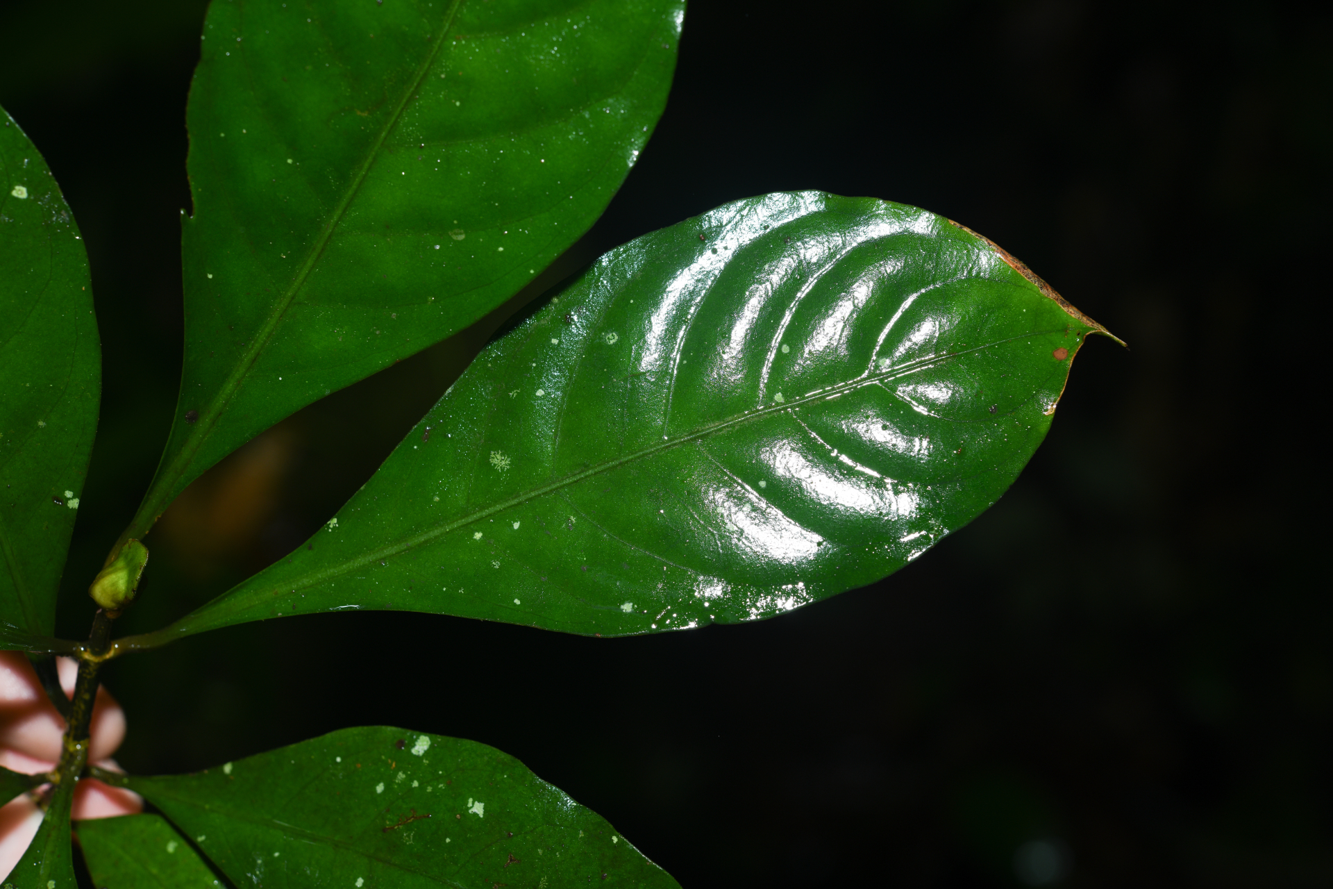 Psychotria cupularis (Müll.Arg.) Standl. - Photo Bivouac Naturaliste