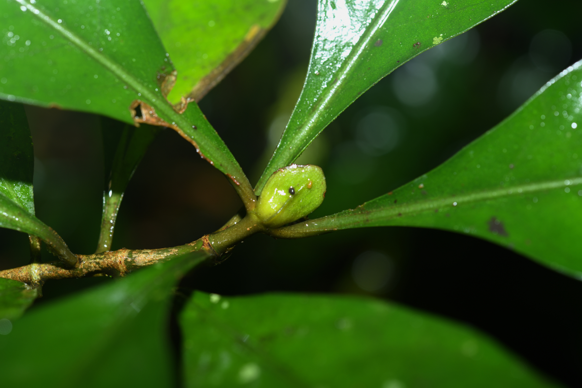 Psychotria cupularis (Müll.Arg.) Standl. - Photo Bivouac Naturaliste