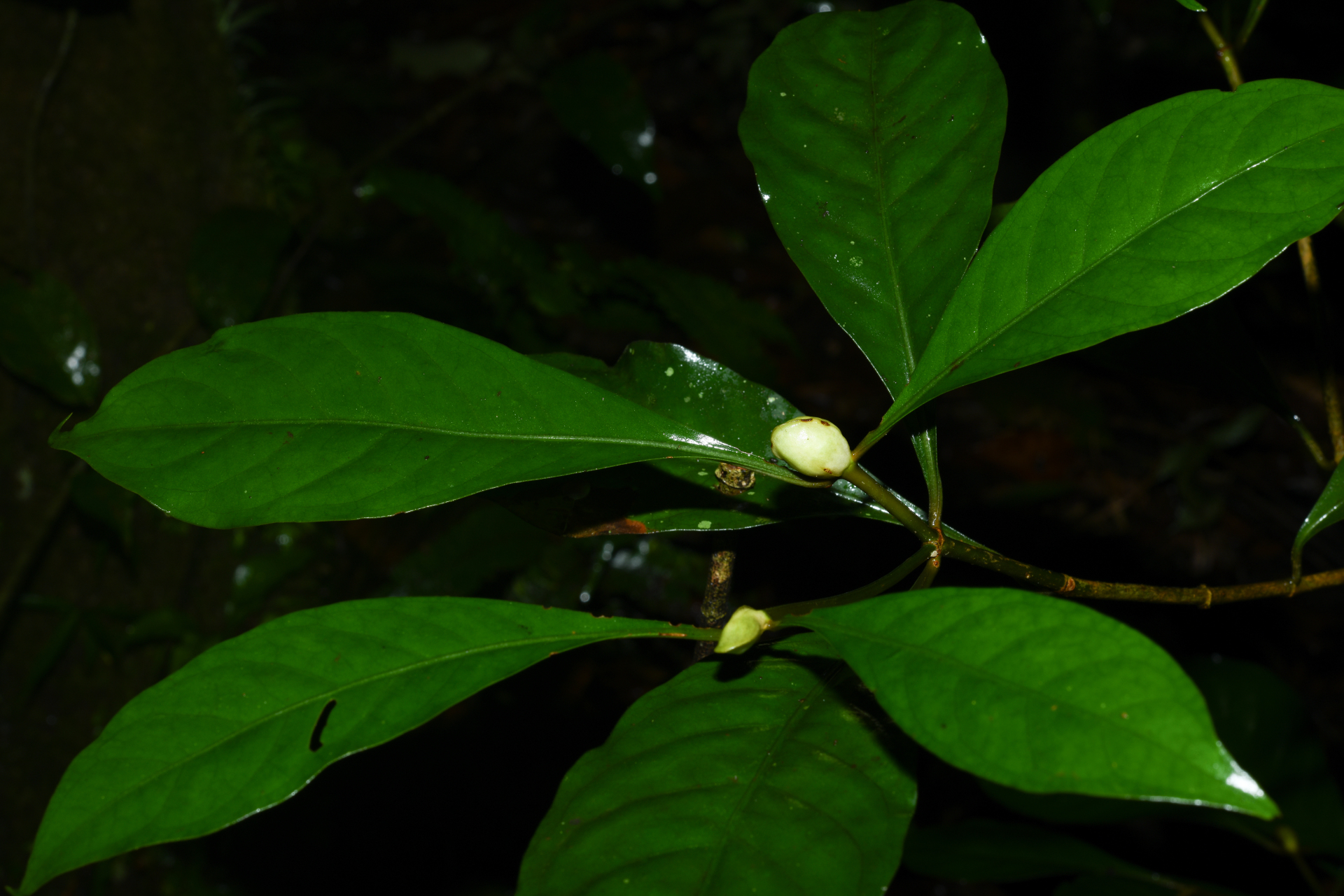 Psychotria cupularis (Müll.Arg.) Standl. - Photo Bivouac Naturaliste