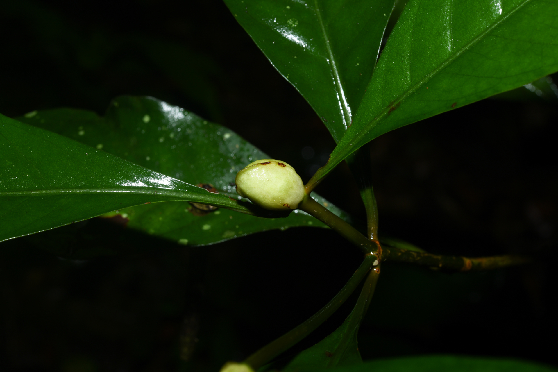 Psychotria cupularis (Müll.Arg.) Standl. - Photo Bivouac Naturaliste