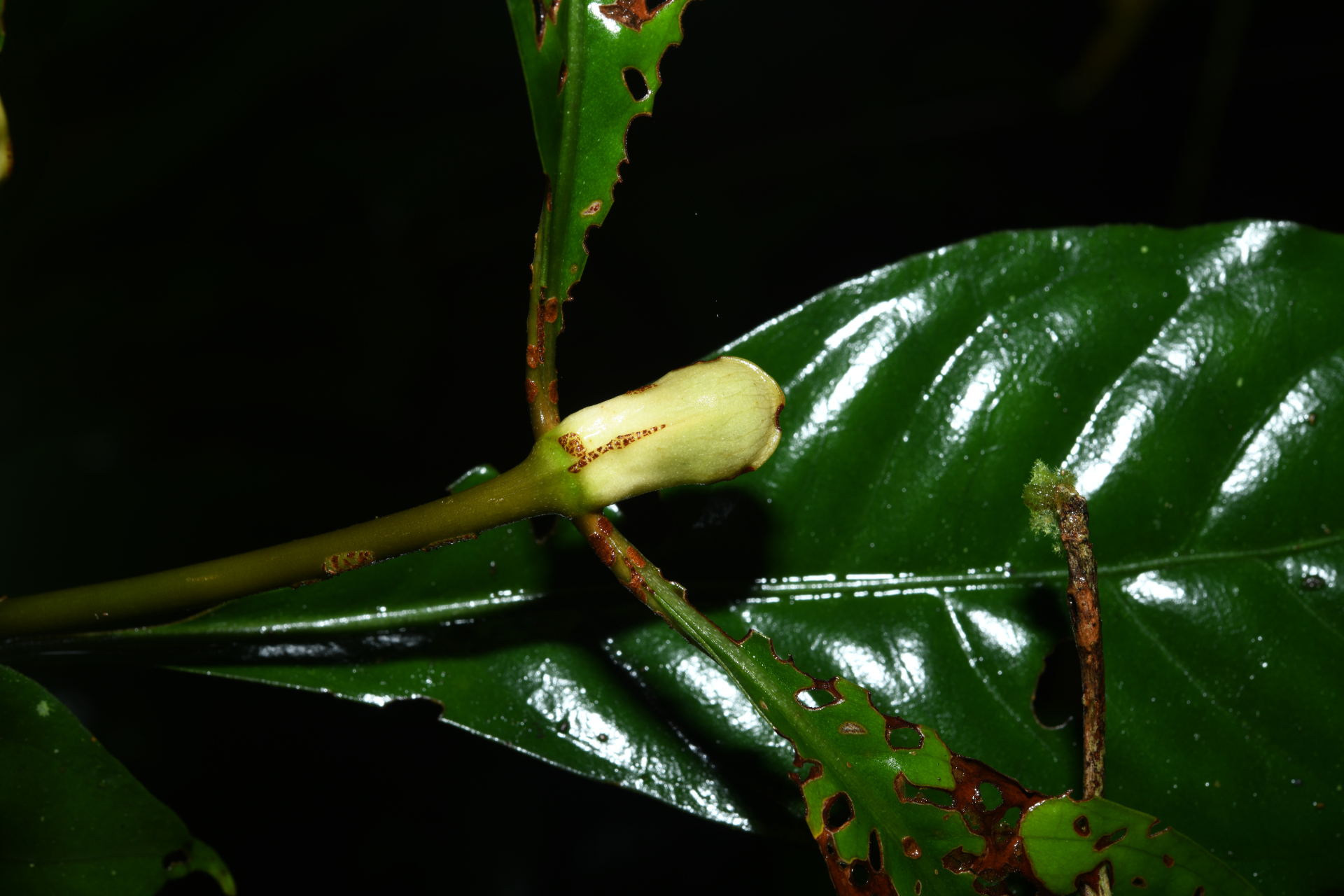 Psychotria cupularis (Müll.Arg.) Standl. - Photo Bivouac Naturaliste