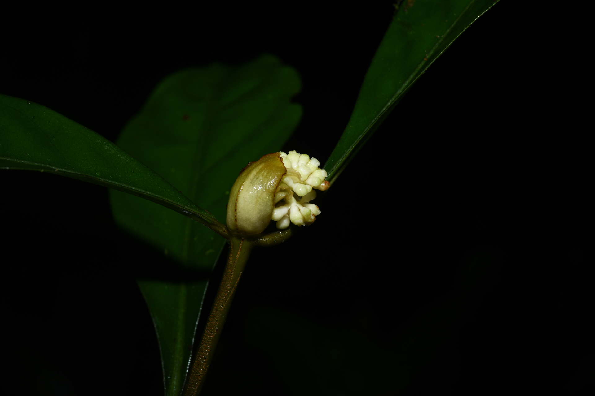 Psychotria cupularis (Müll.Arg.) Standl. - Photo Bivouac Naturaliste