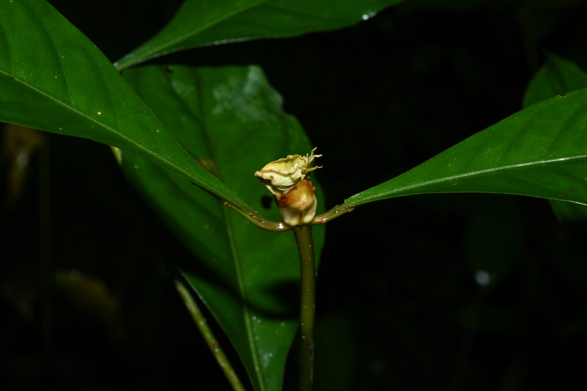 Psychotria cupularis (Müll.Arg.) Standl. - Photo Bivouac Naturaliste