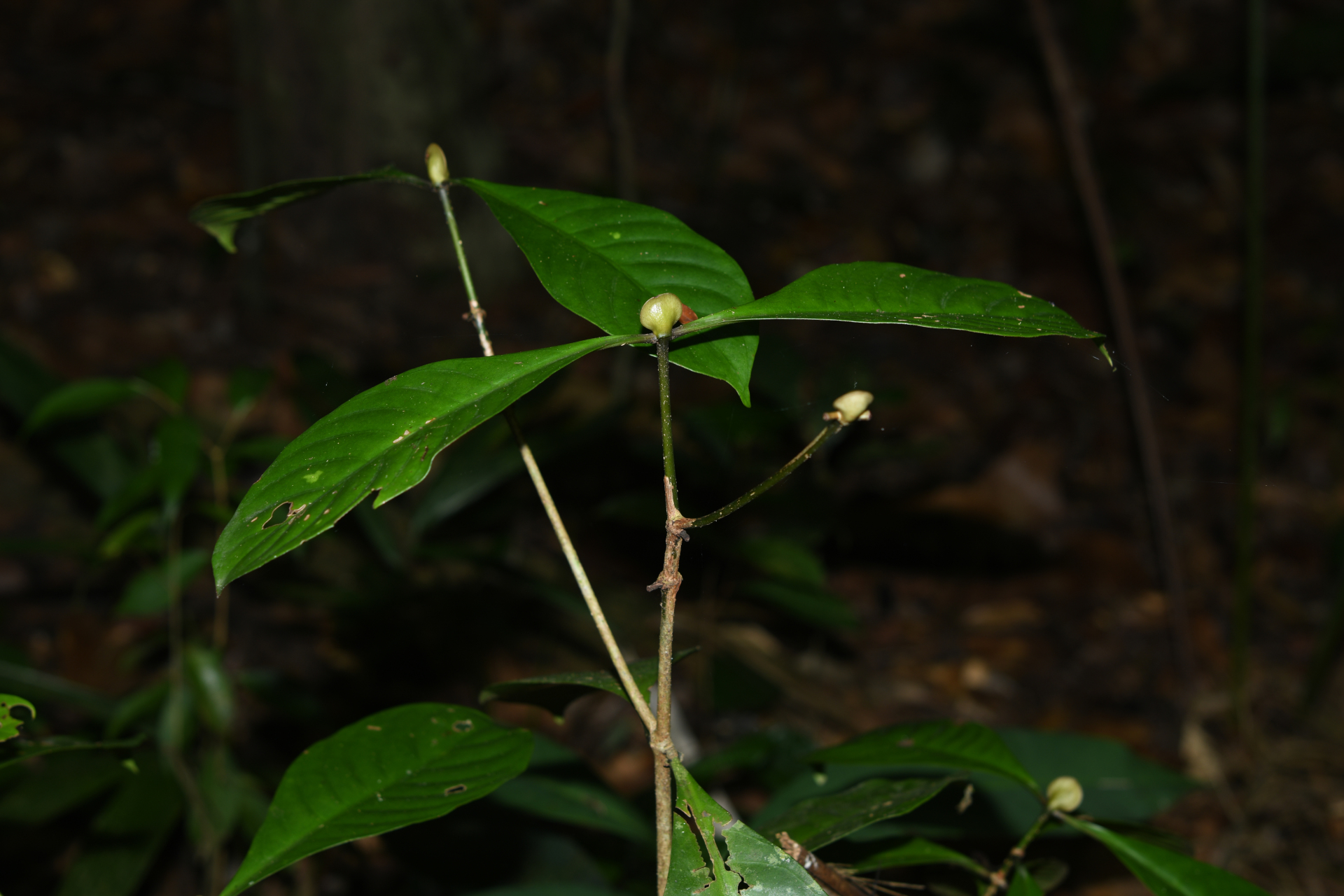 Psychotria cupularis (Müll.Arg.) Standl. - Photo Bivouac Naturaliste