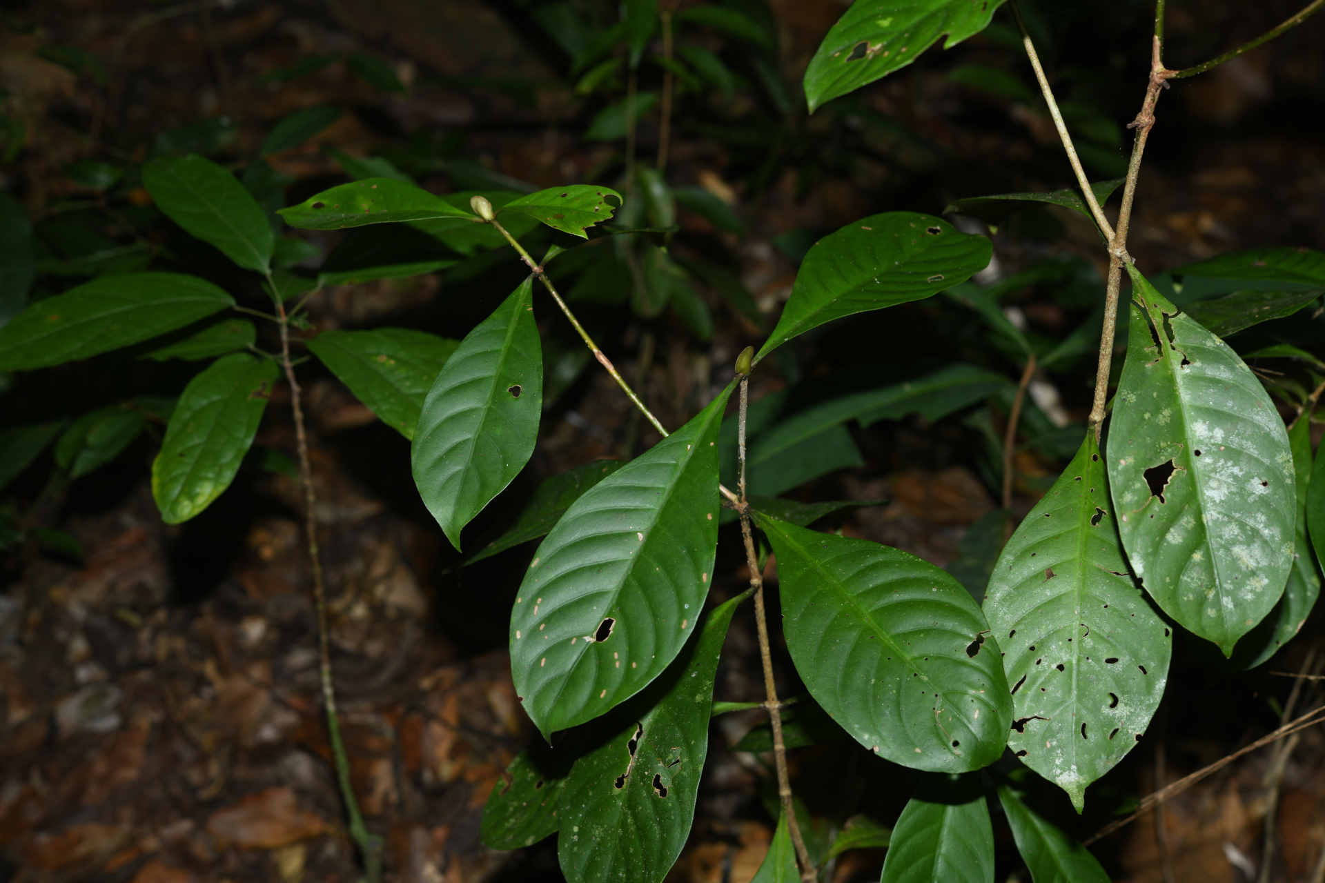 Psychotria cupularis (Müll.Arg.) Standl. - Photo Bivouac Naturaliste