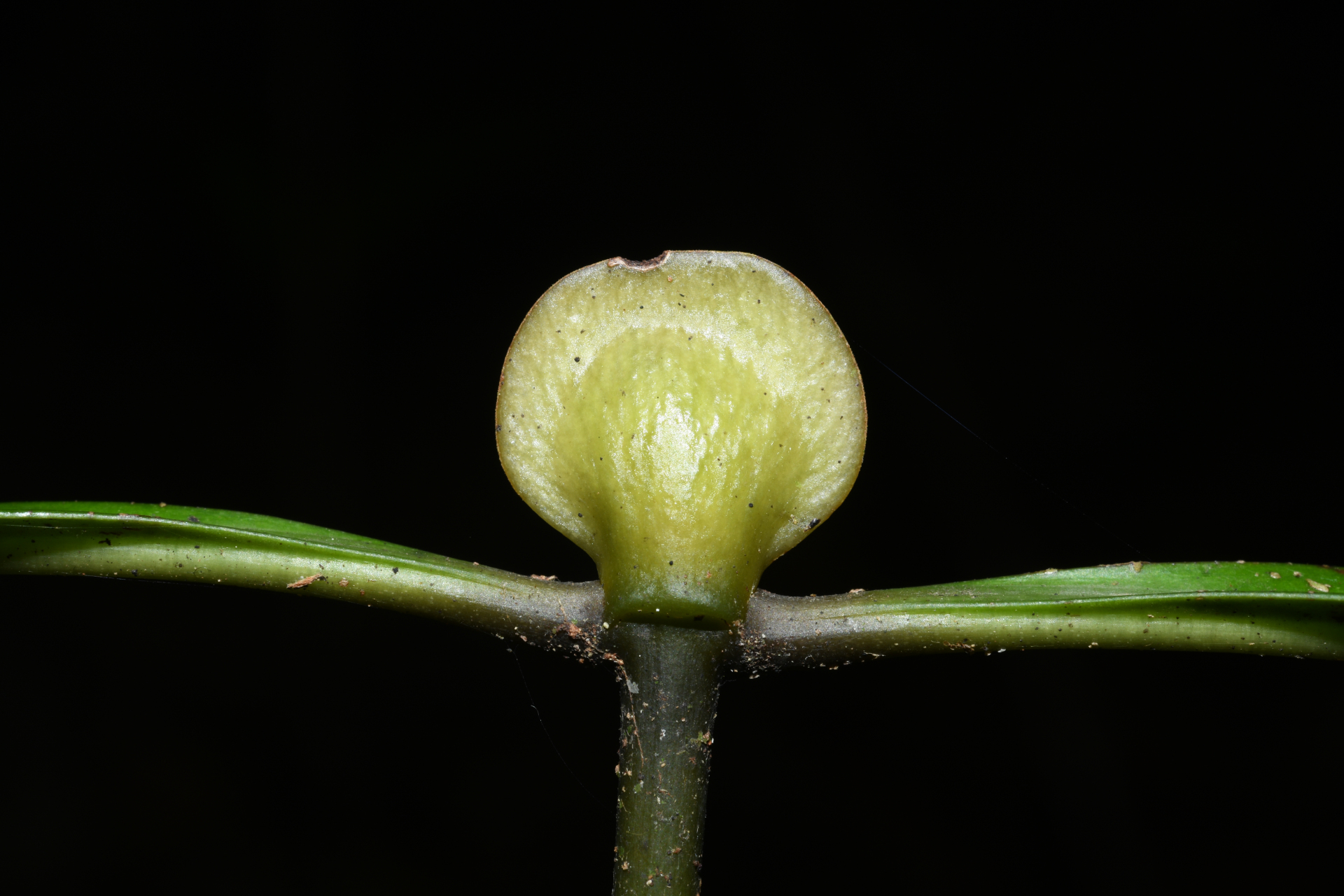 Psychotria cupularis (Müll.Arg.) Standl. - Photo Bivouac Naturaliste